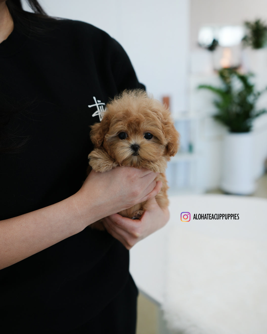 Ann [TEACUP MALTIPOO]