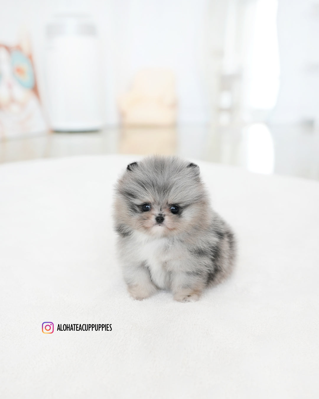 杜威 [茶杯博美犬]
