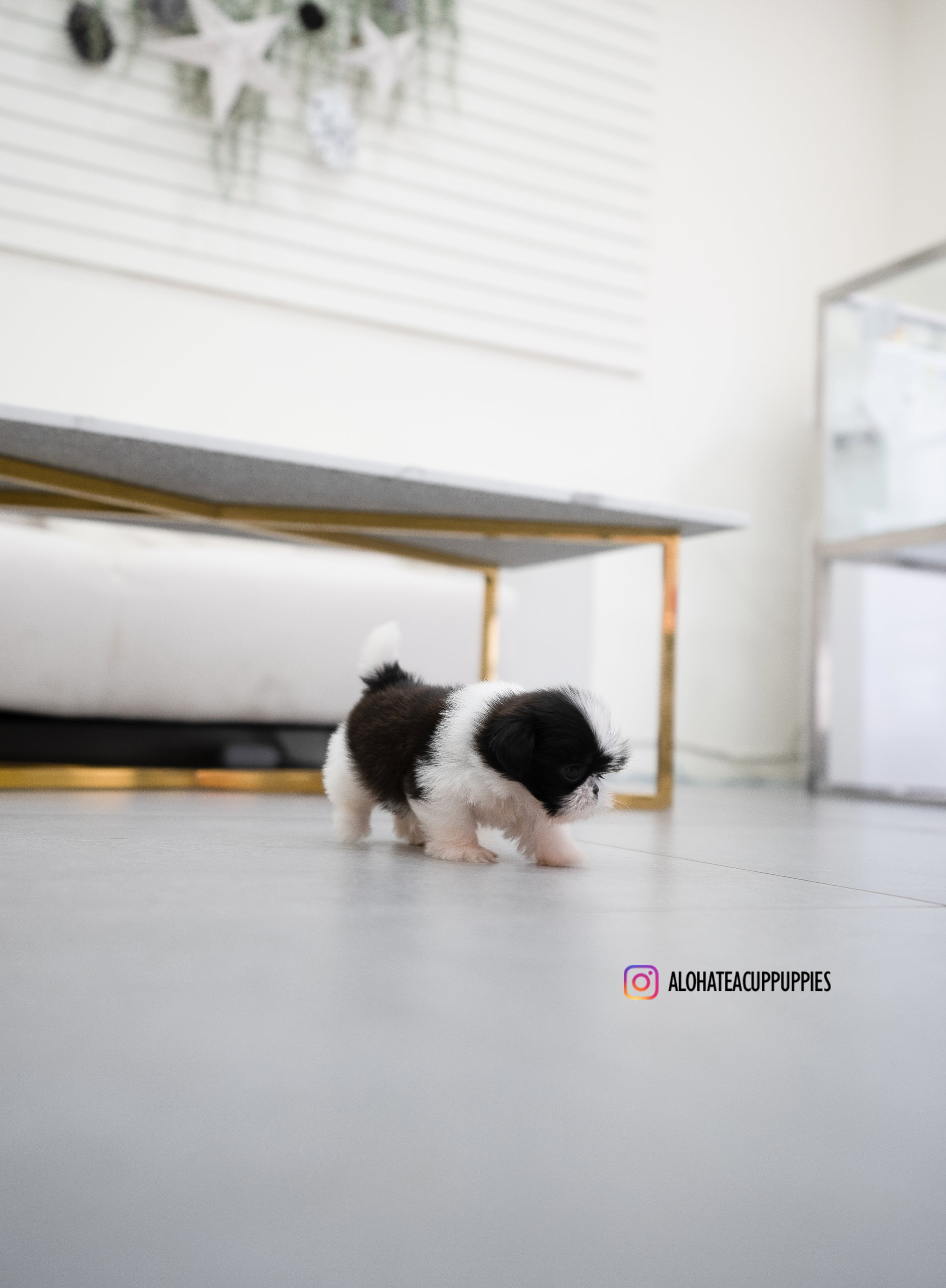 Dewey [TEACUP SHIHTZU]