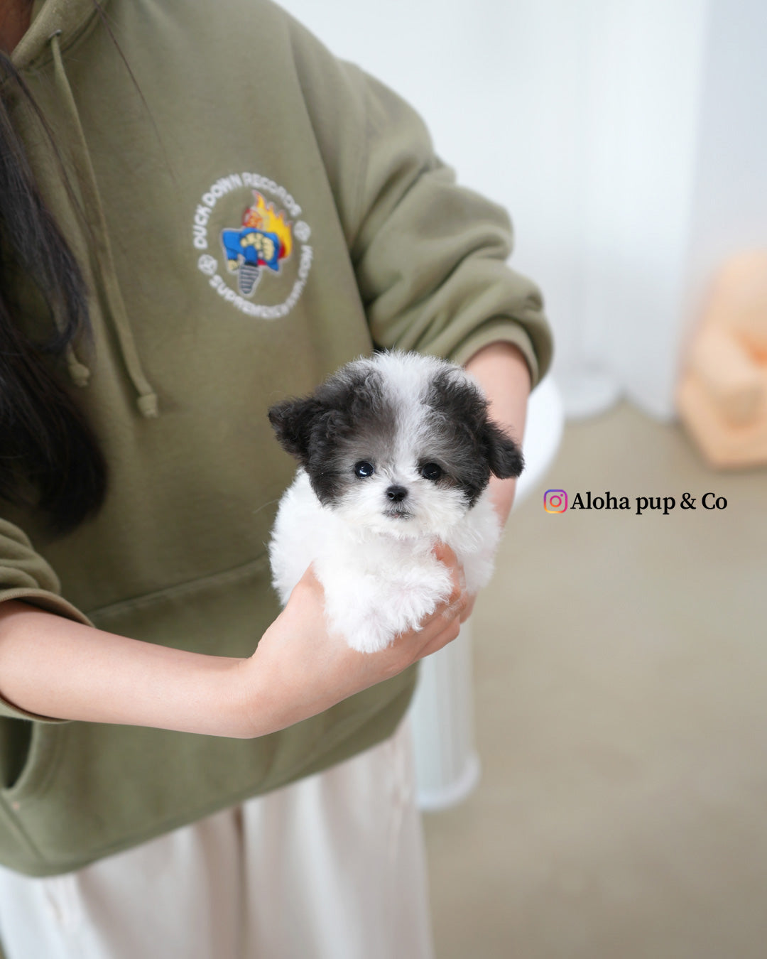 Heidi [TEACUP POODLE]