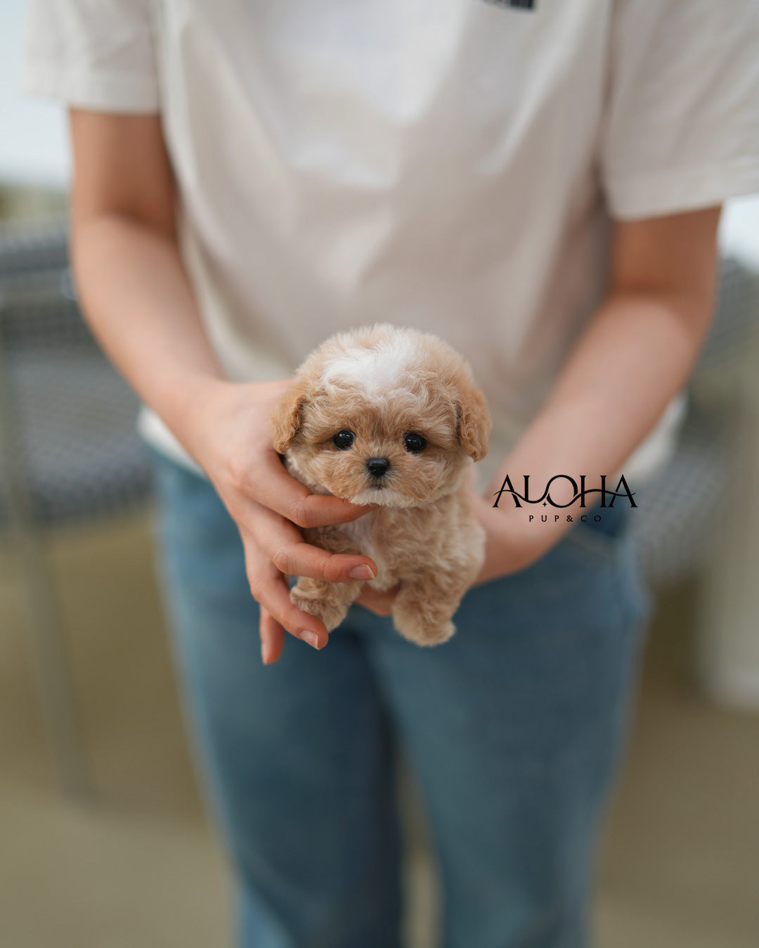 Berry [TEACUP MALTIPOO]