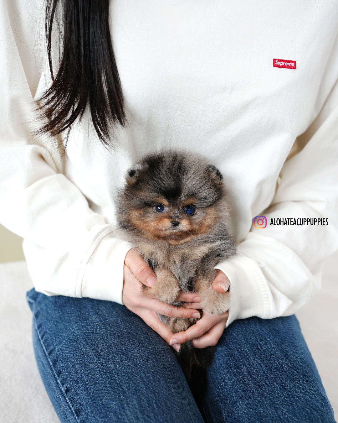 凯 [茶杯博美犬]
