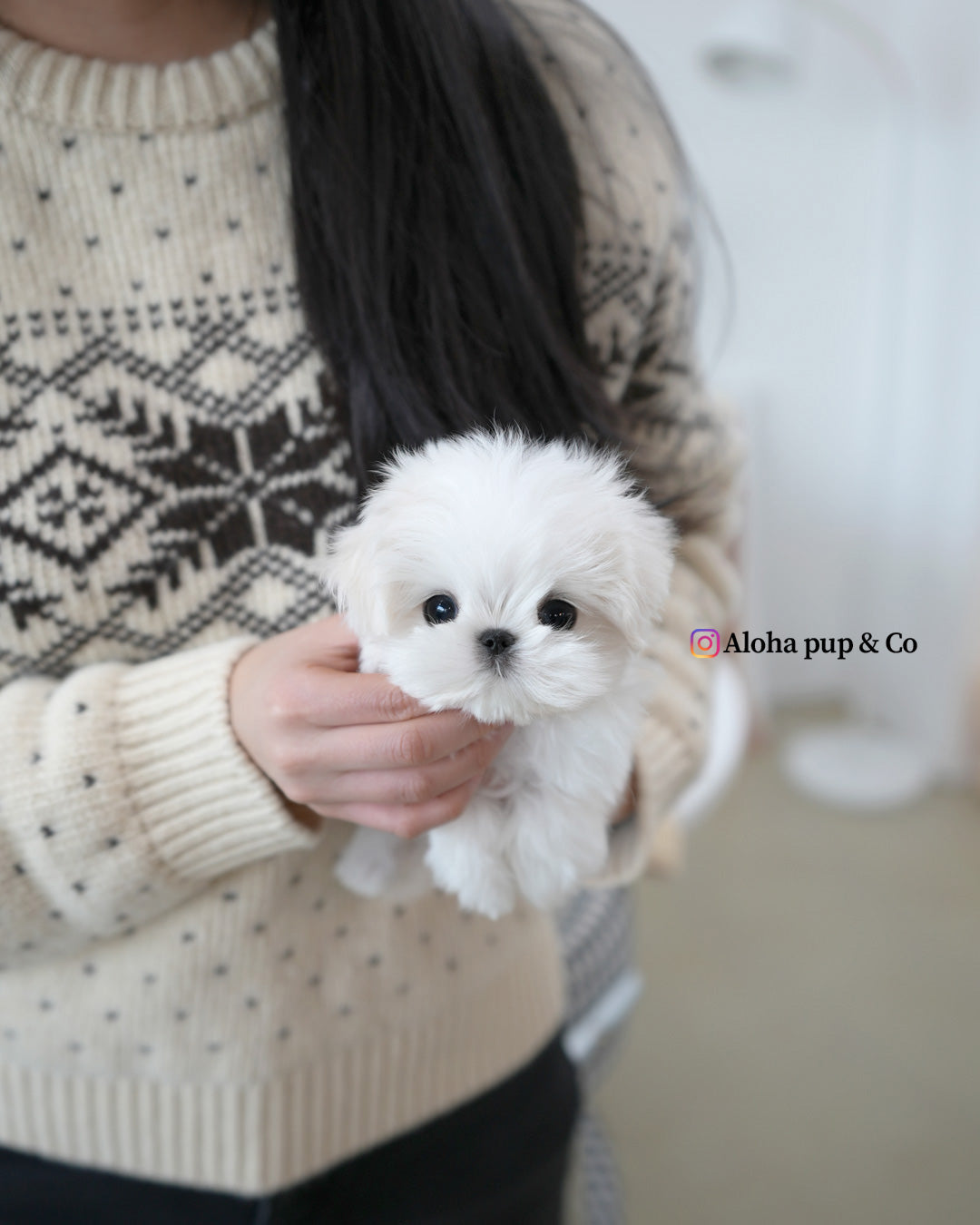 Romio [TEACUP MALTESE]
