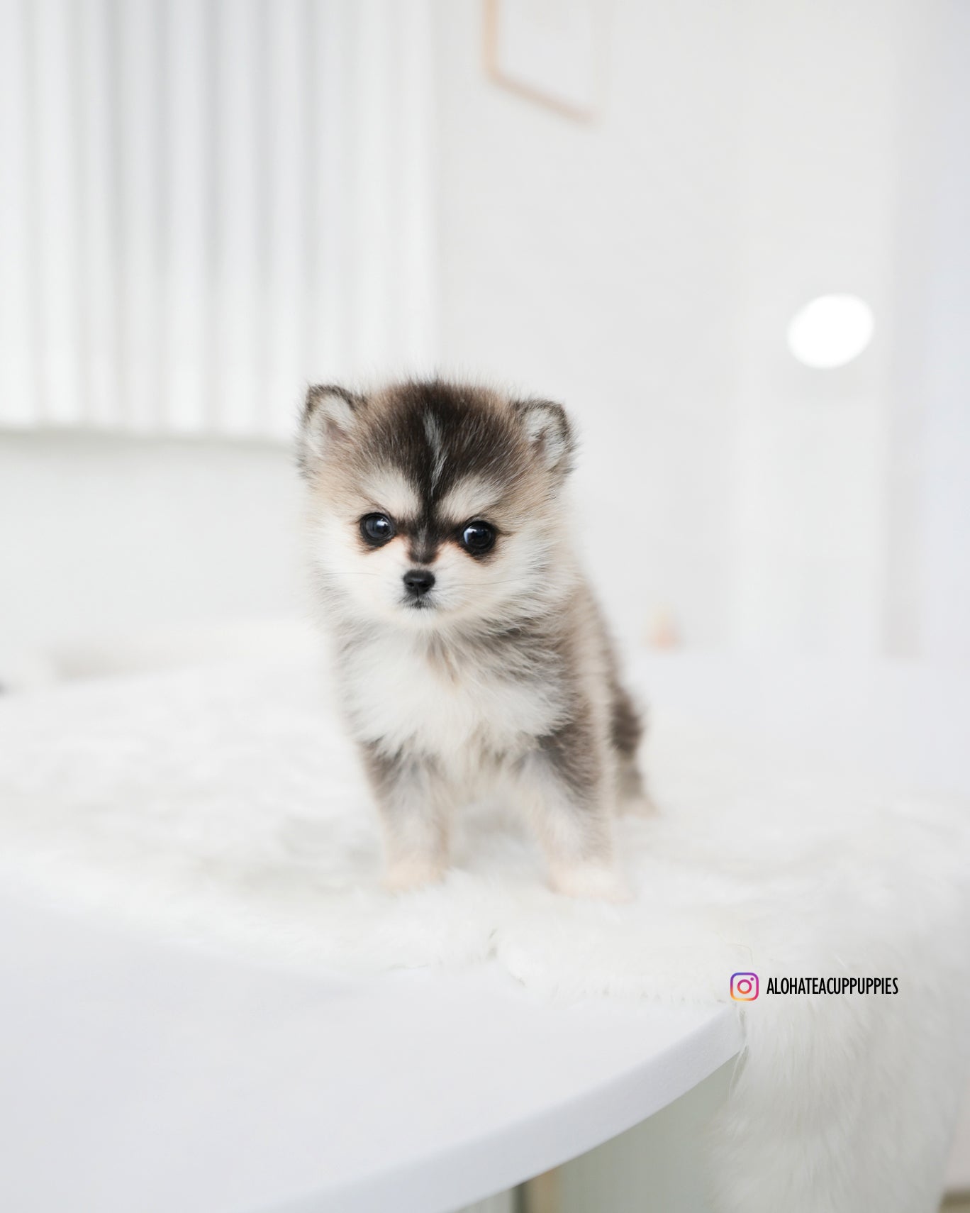 Edgar [POMSKY miniatura]