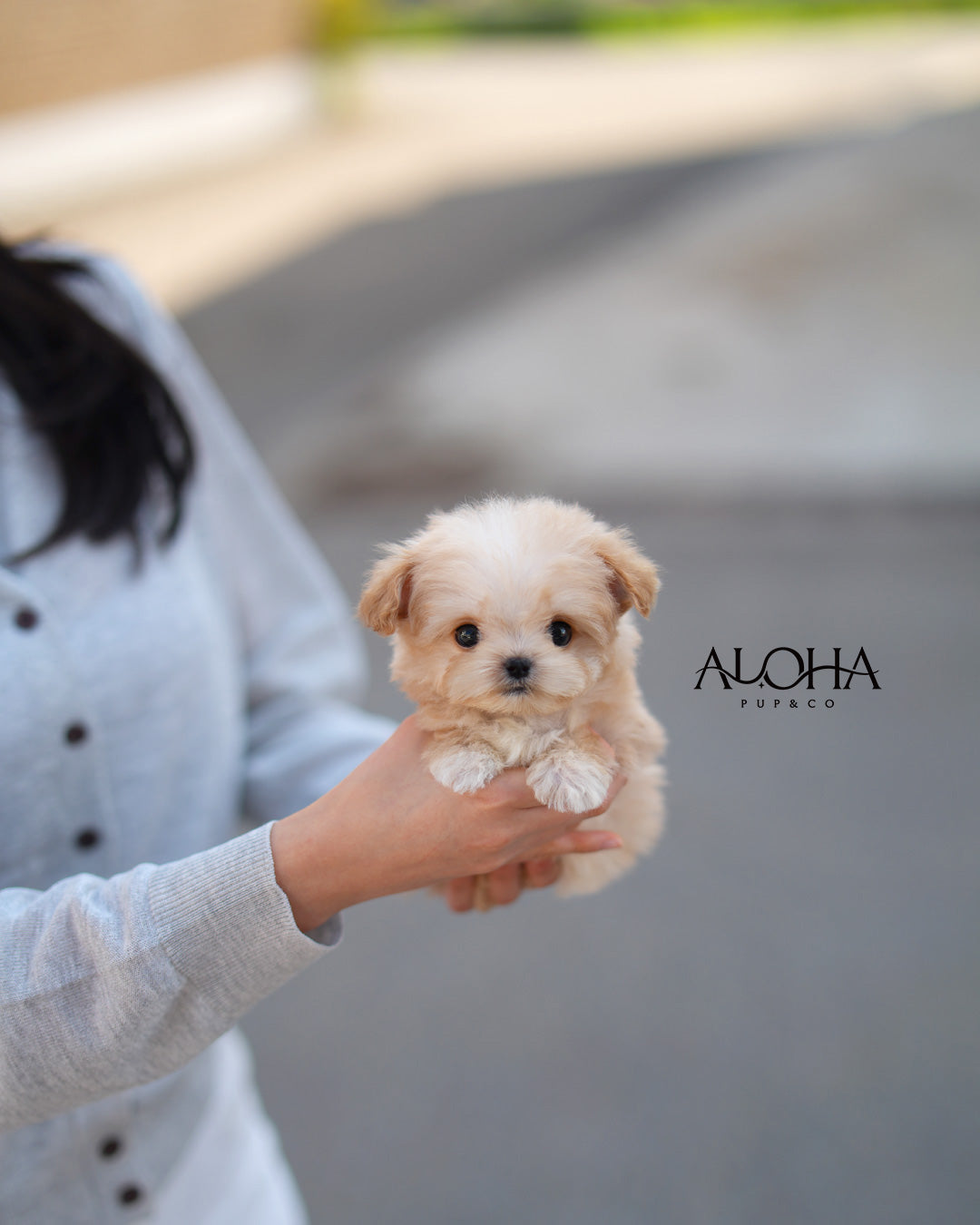 Lily [MALTIPOO TOY]