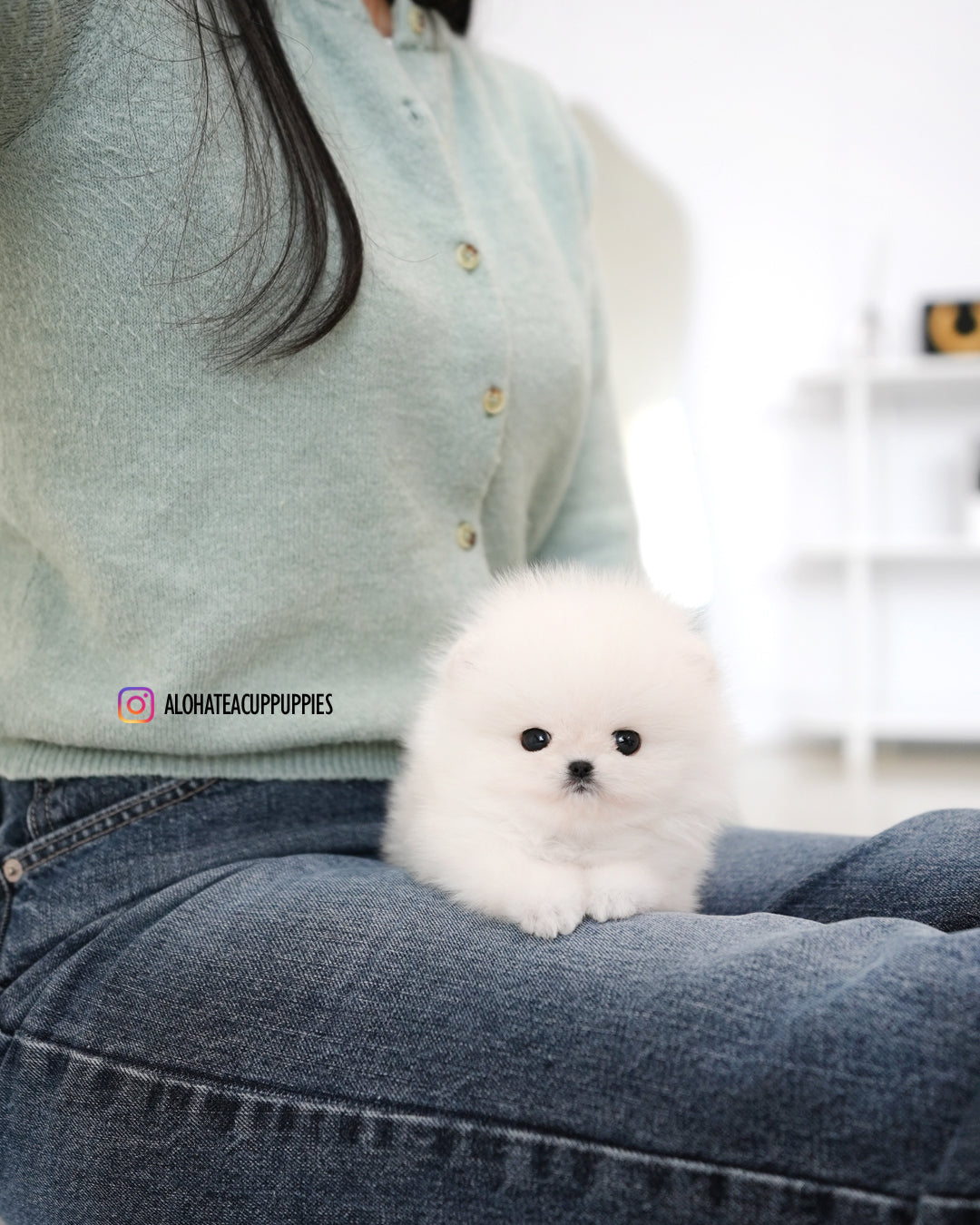 Mori [POMERANIA TAZA DE TÉ]