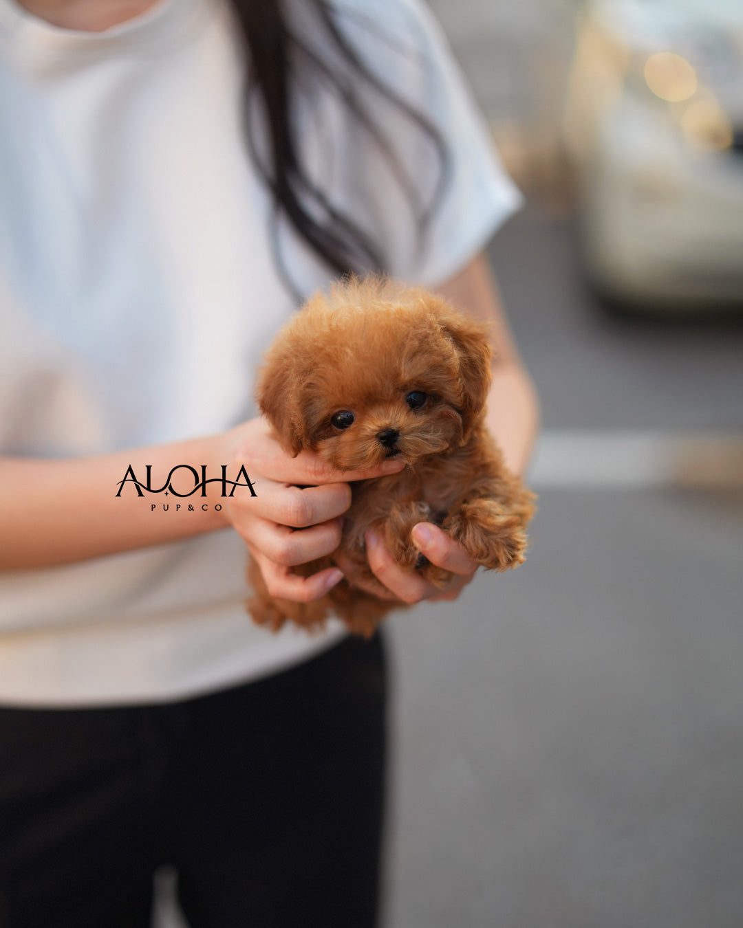 Ace [TEACUP POODLE]