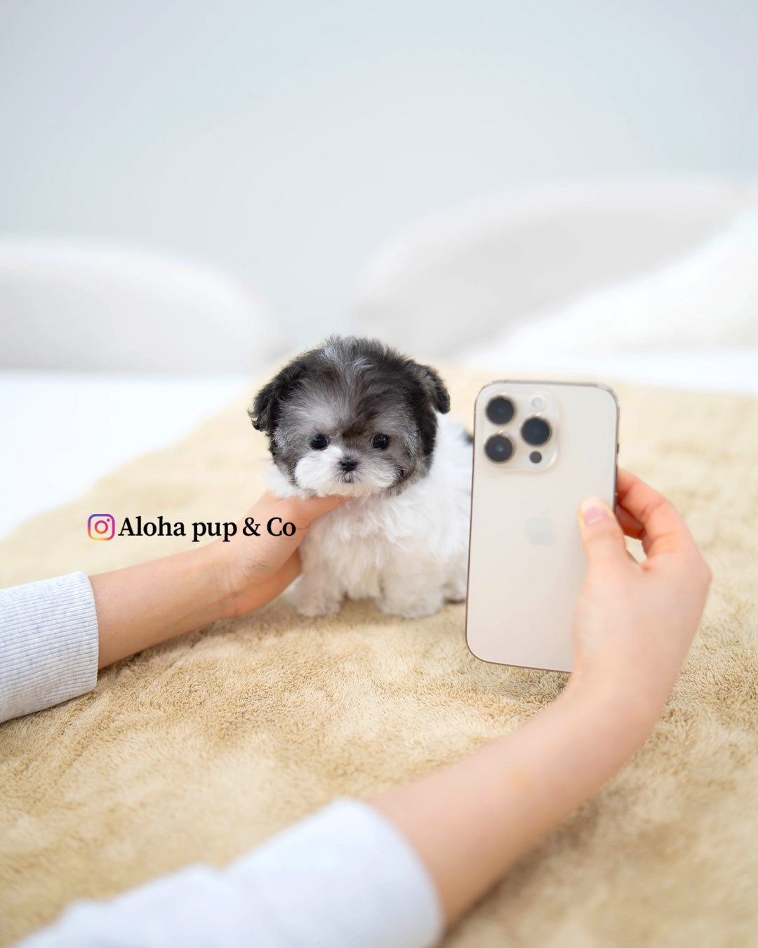 Vant [TEACUP POODLE]