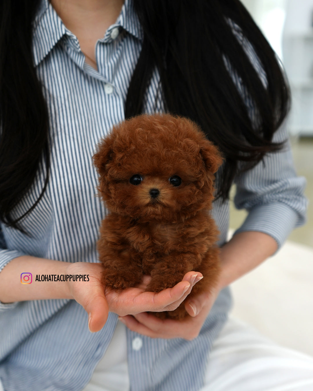 Joy [TEACUP POODLE]