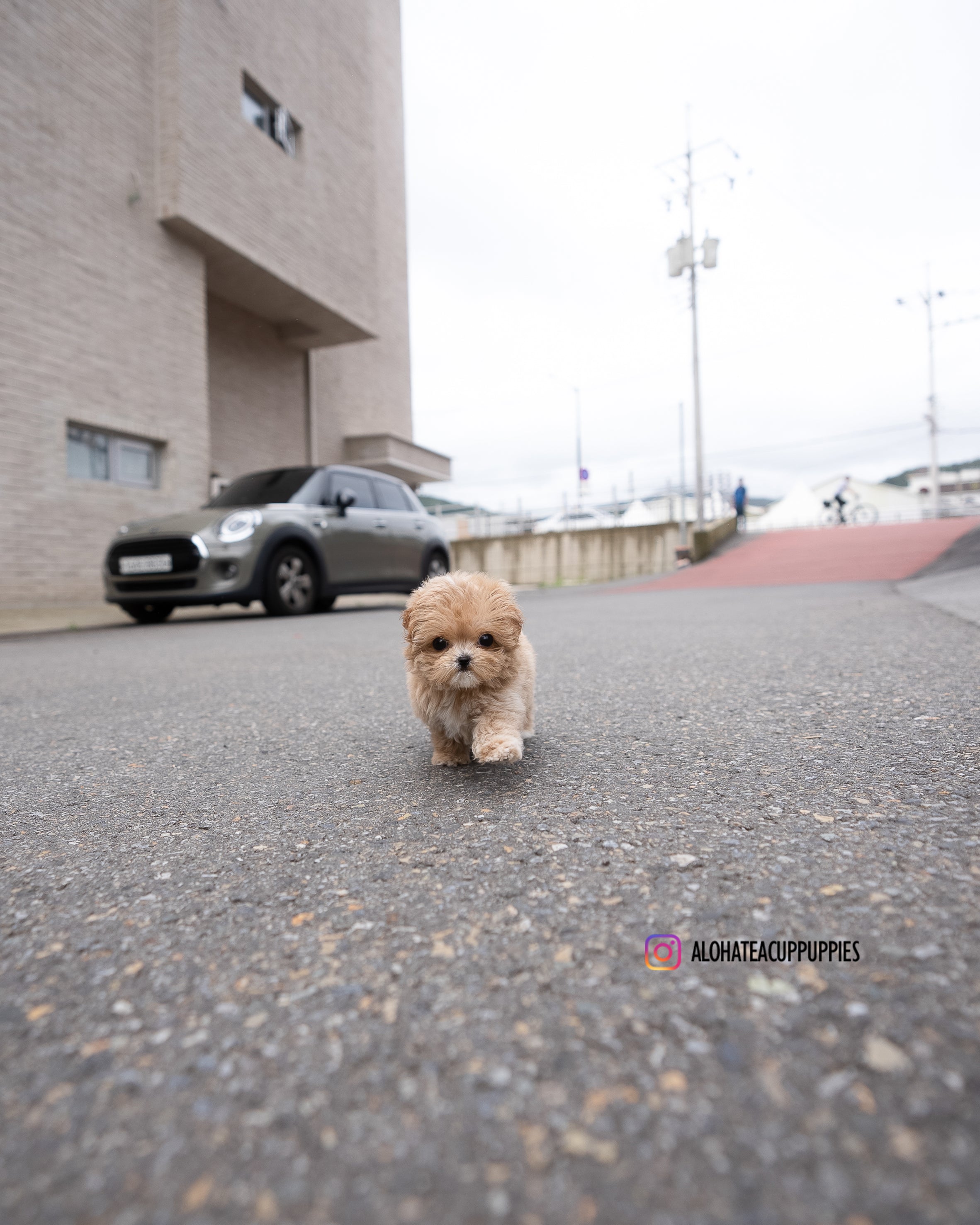 Lucy [TEACUP MALTIPOO]
