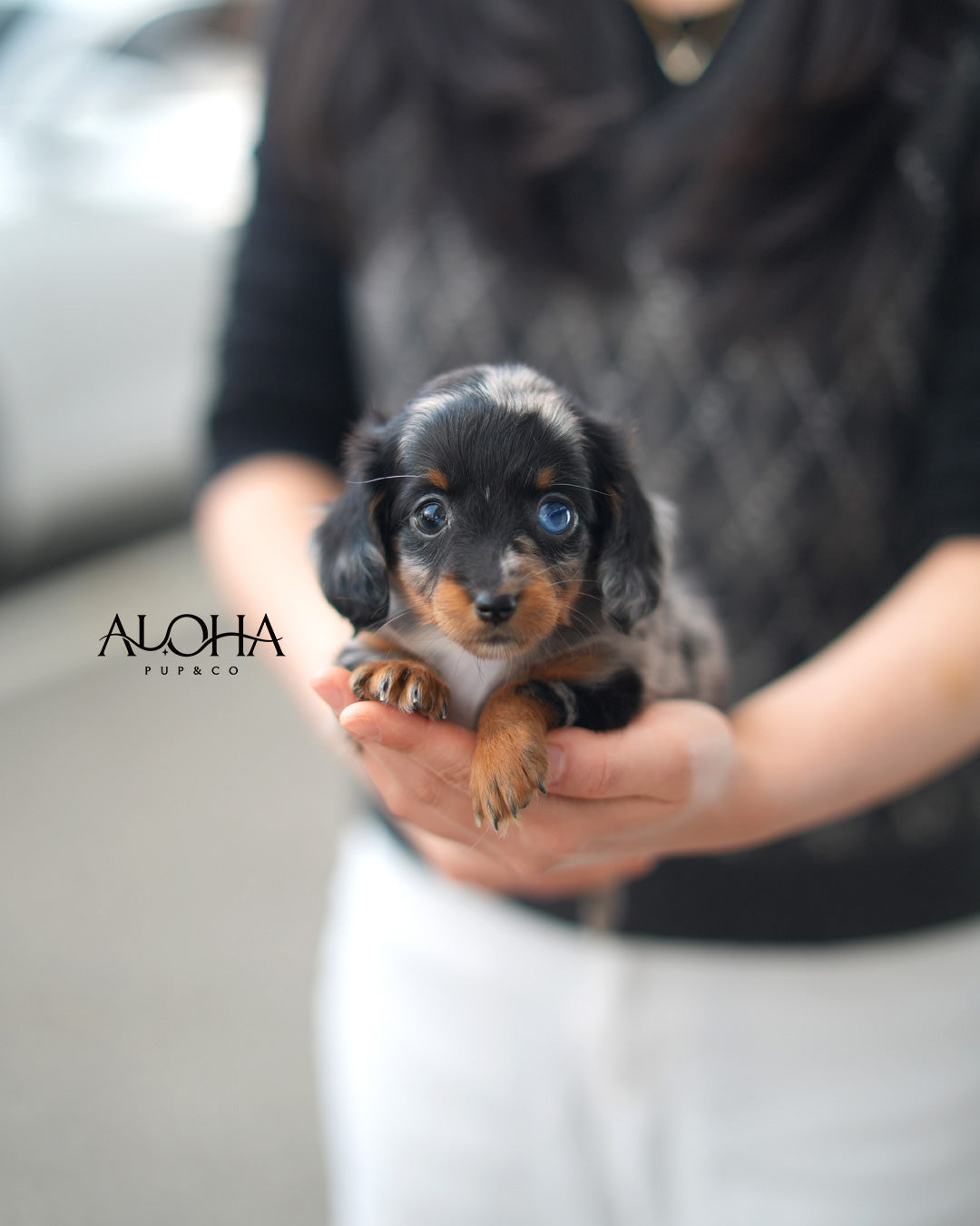 Aron [Mini Dachshund]
