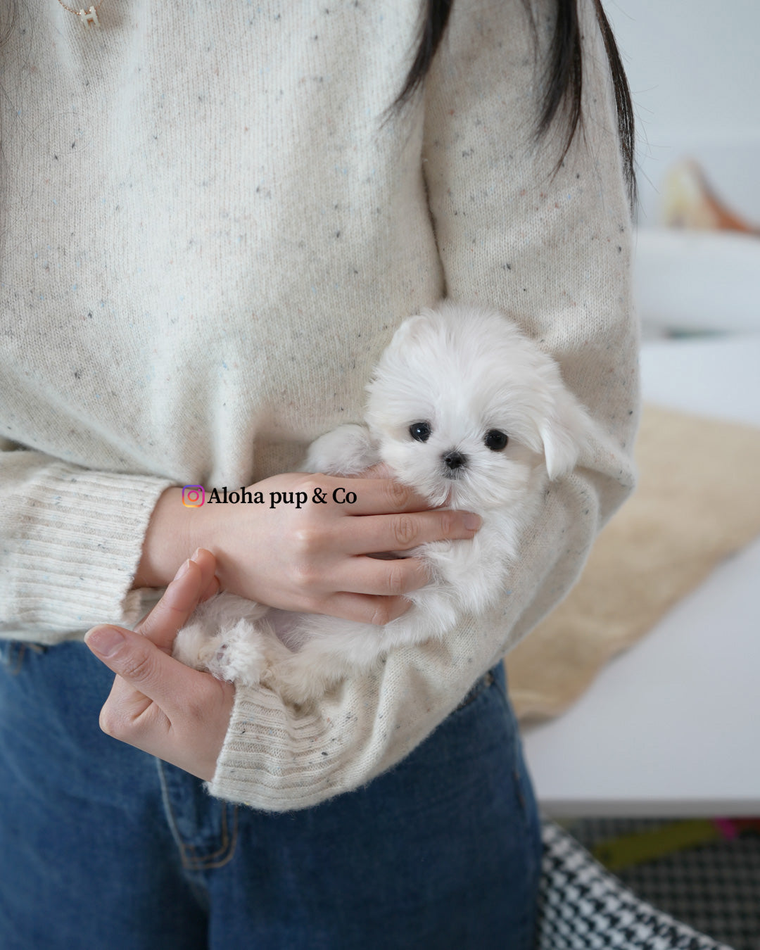 Lulu [TEACUP MALTESE]