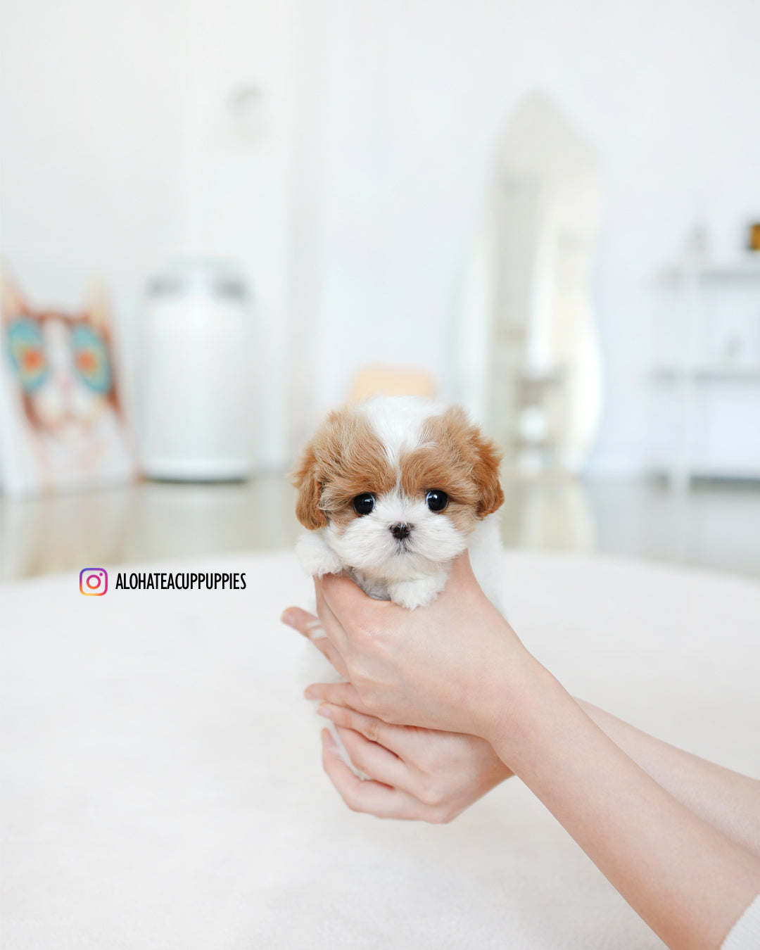 Lucy [TEACUP MALTIPOO]