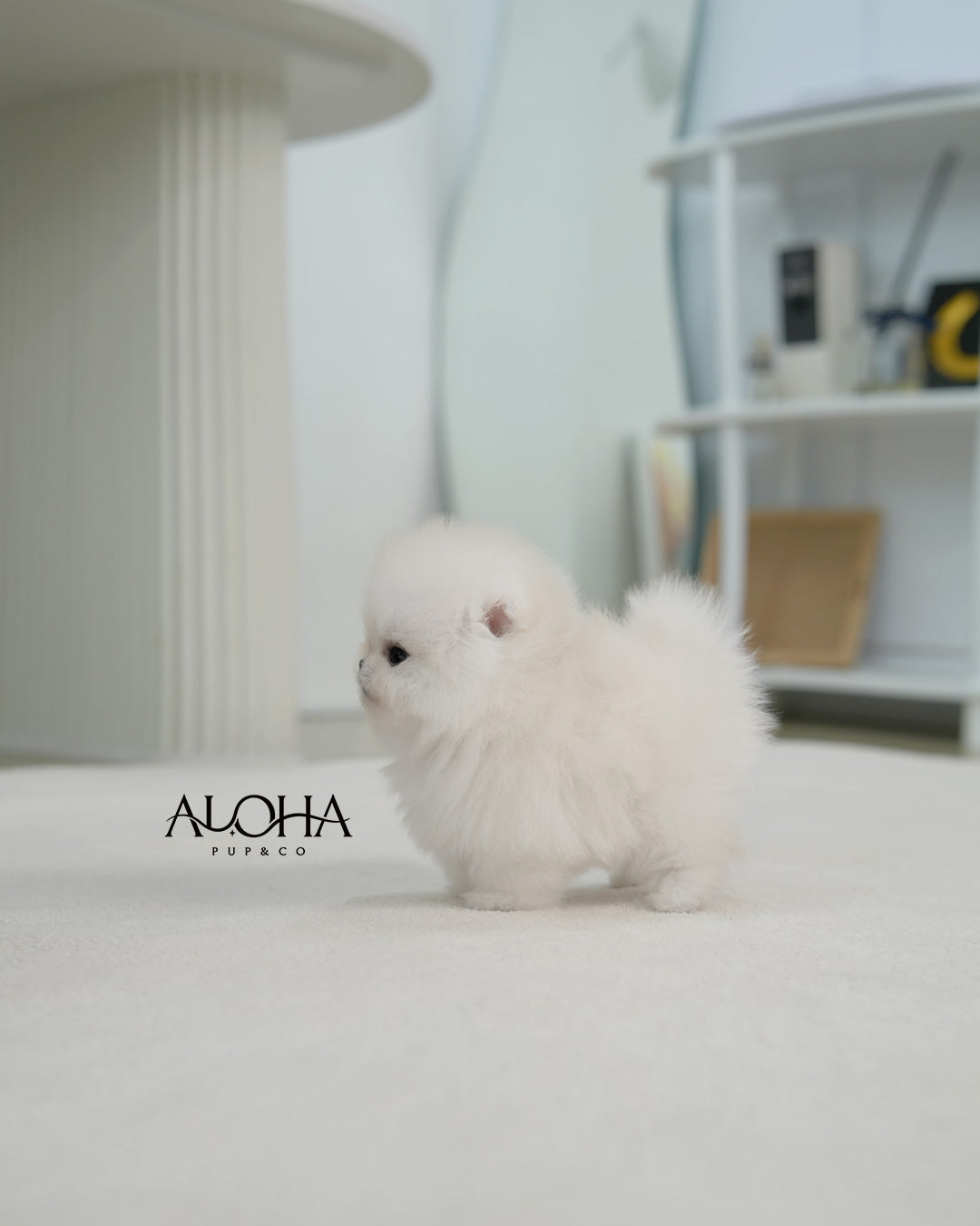 Angel [TEACUP POMERANIAN]
