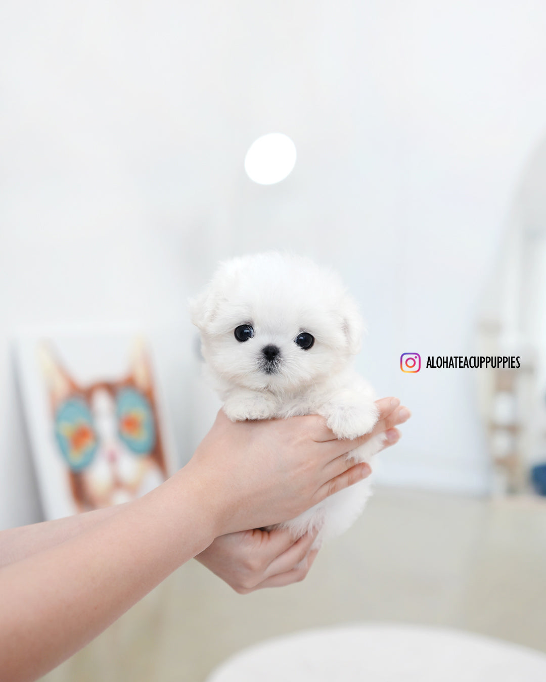 Tiki [TEACUP MALTESE]