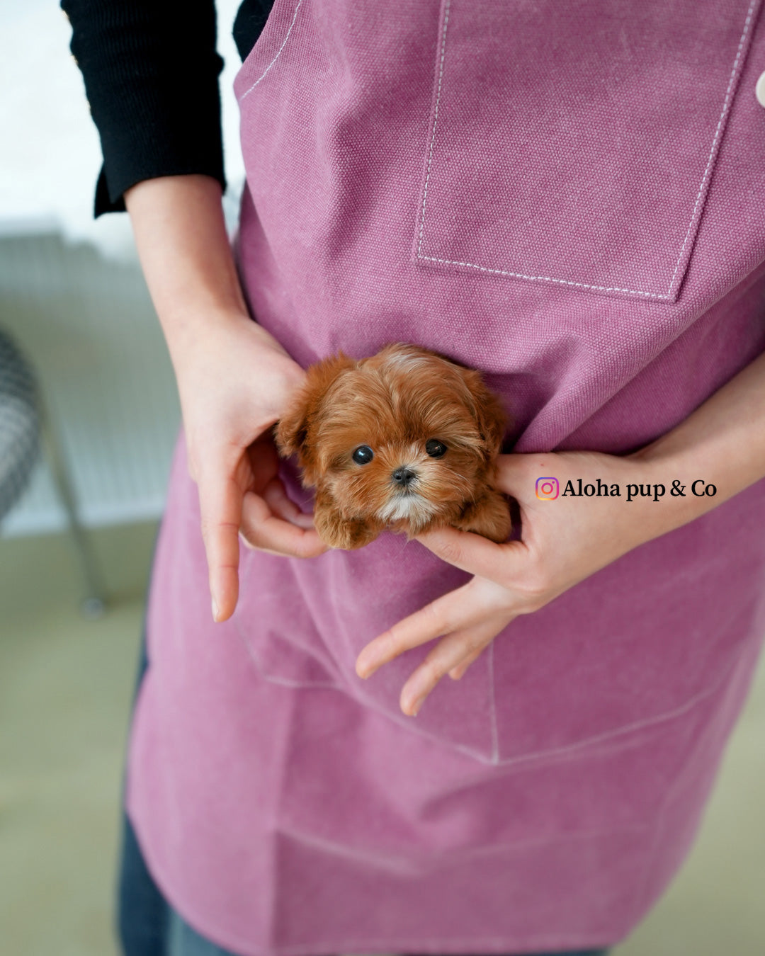 Pearl [TEACUP MALTIPOO]