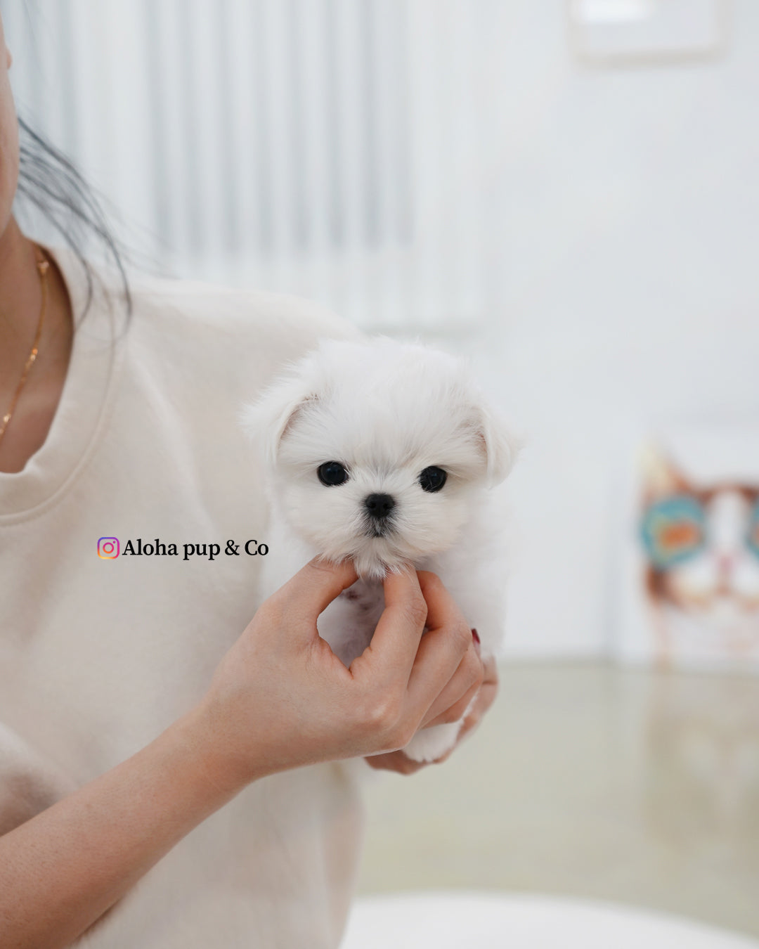 Zara [TEACUP MALTESE]