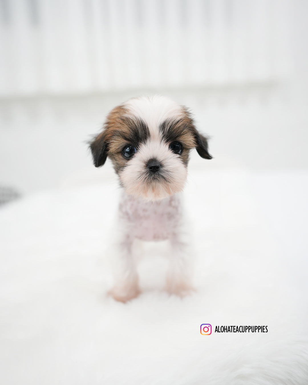 Elara [TEACUP Chinese Crested]