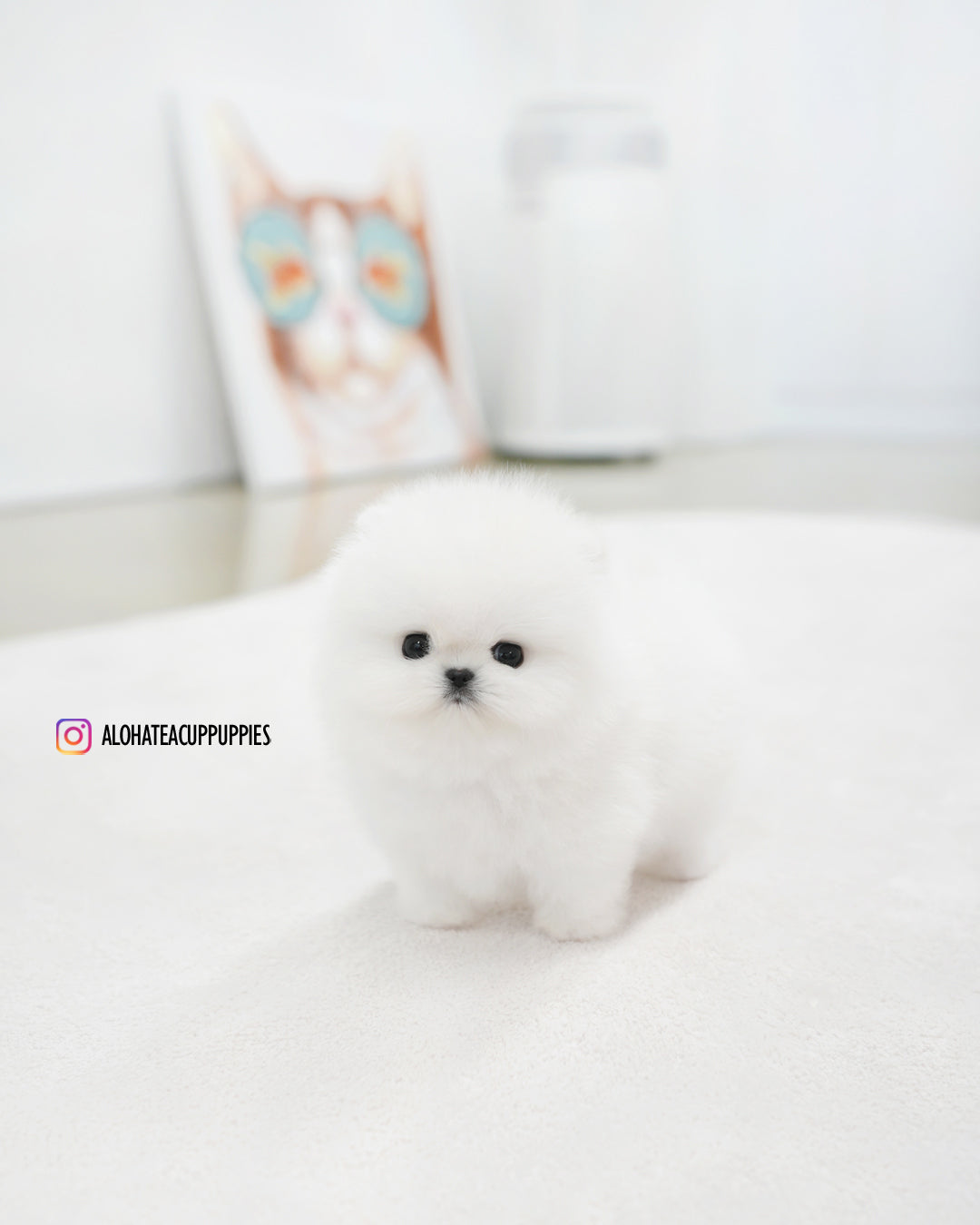 Bubble [POMERANIA TAZA DE TÉ]