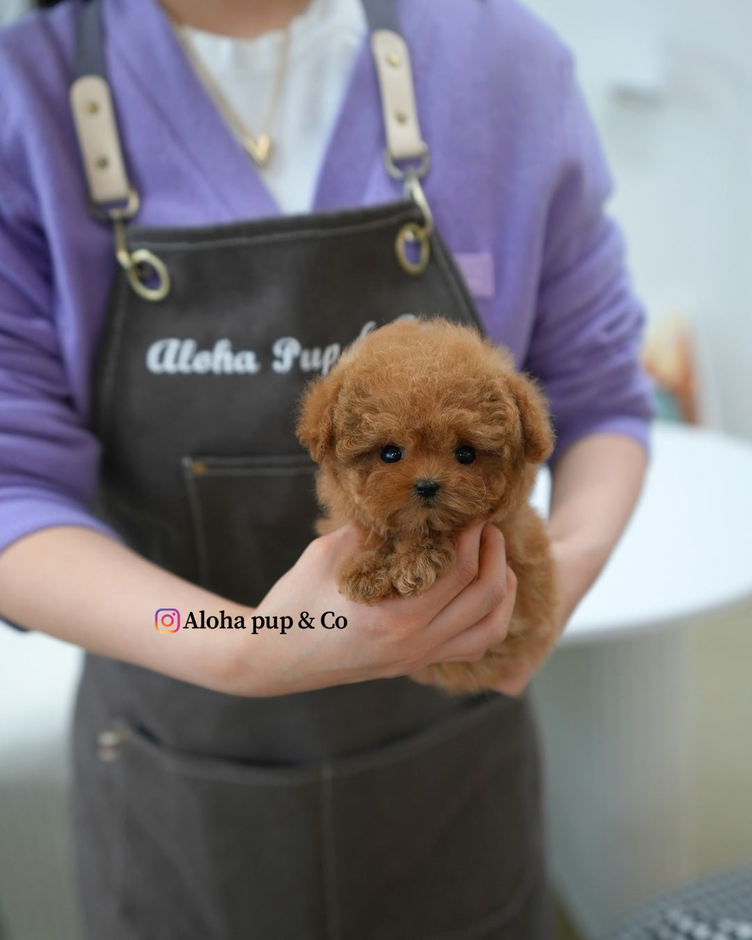 Mina [TEACUP POODLE]
