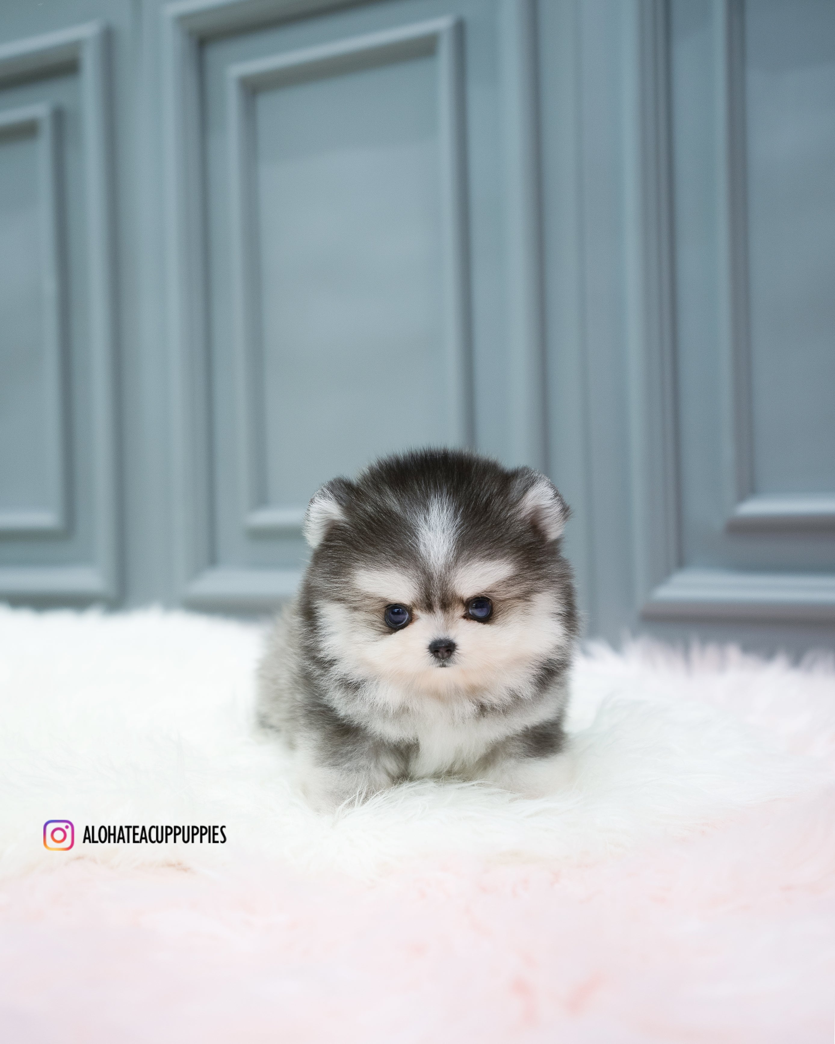 Royal [TEACUP POMSKY]