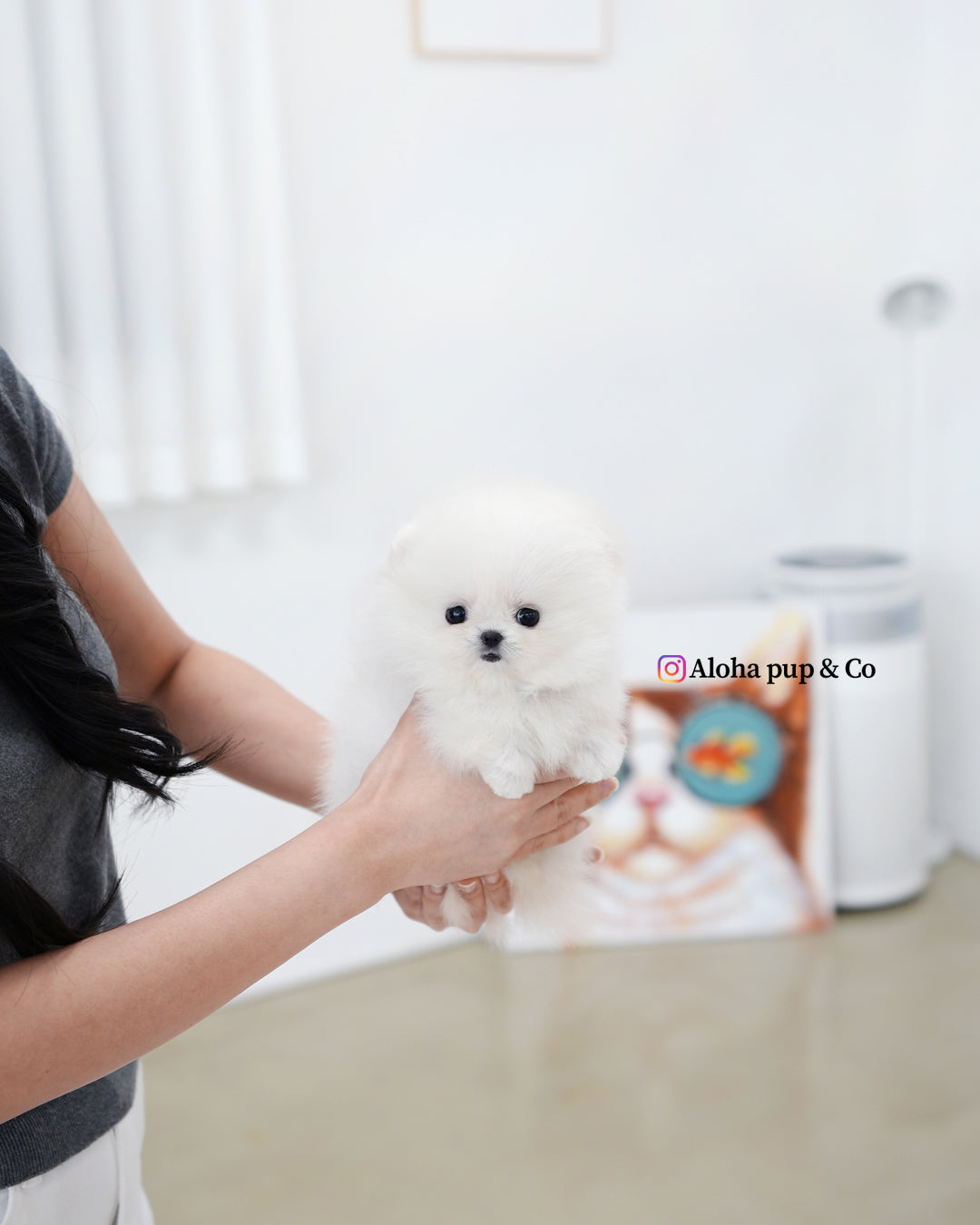 Damie [POMERANIA TAZA DE TÉ]