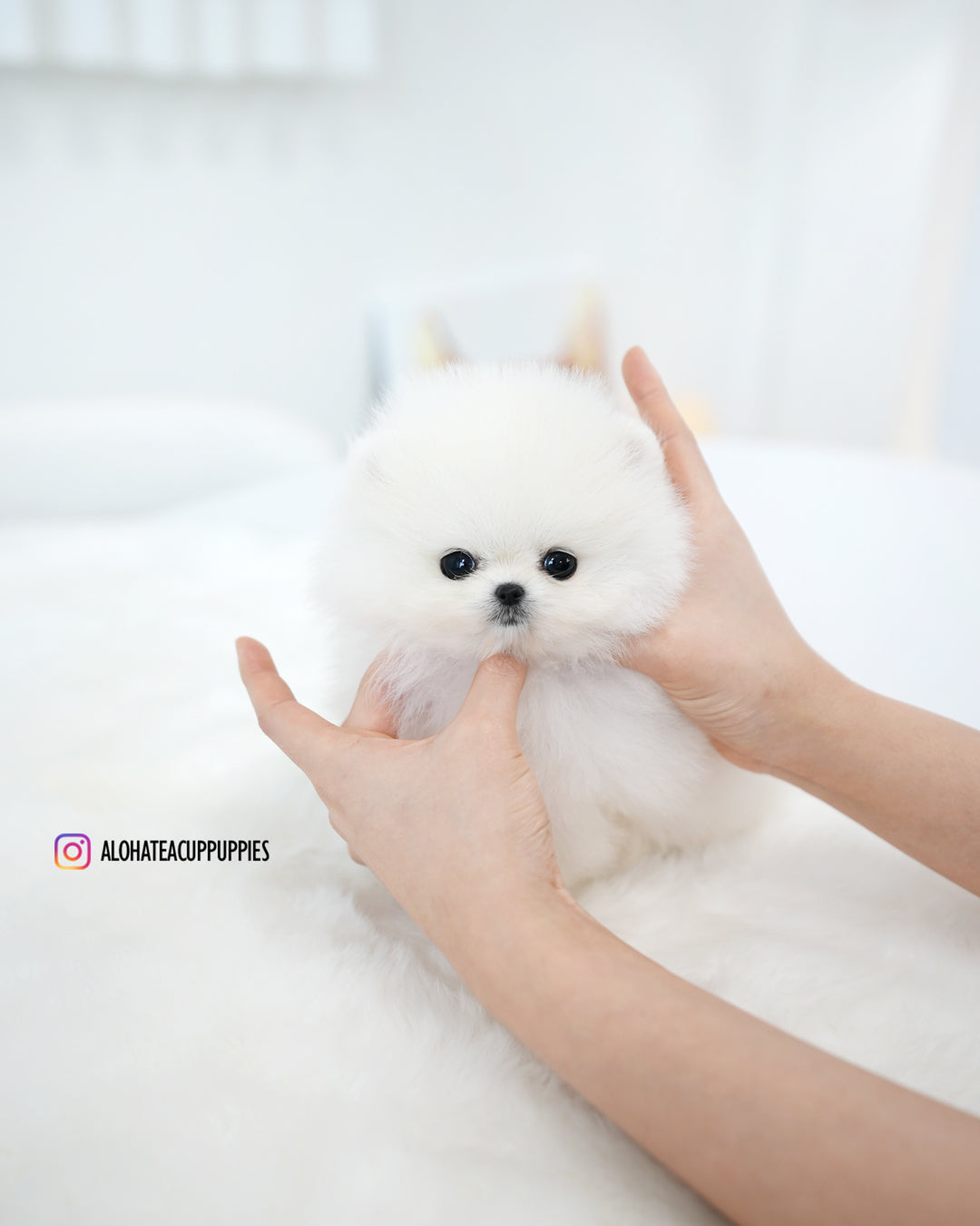 小猫 [茶杯博美犬]