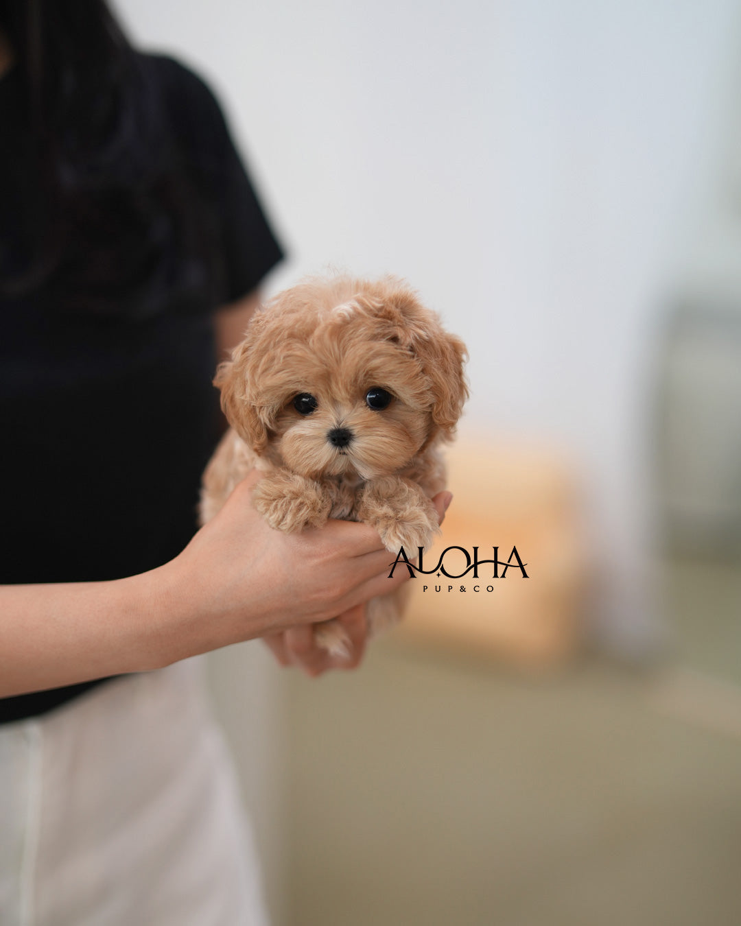 Joy [TEACUP MALTIPOO]