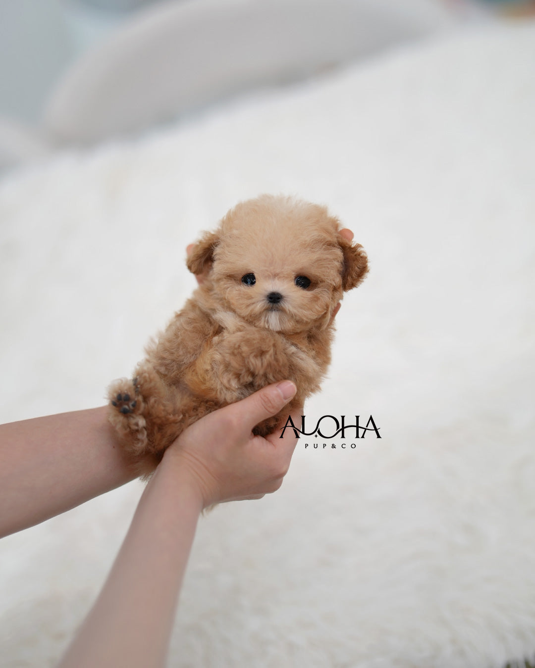 Leon [TEACUP POODLE]