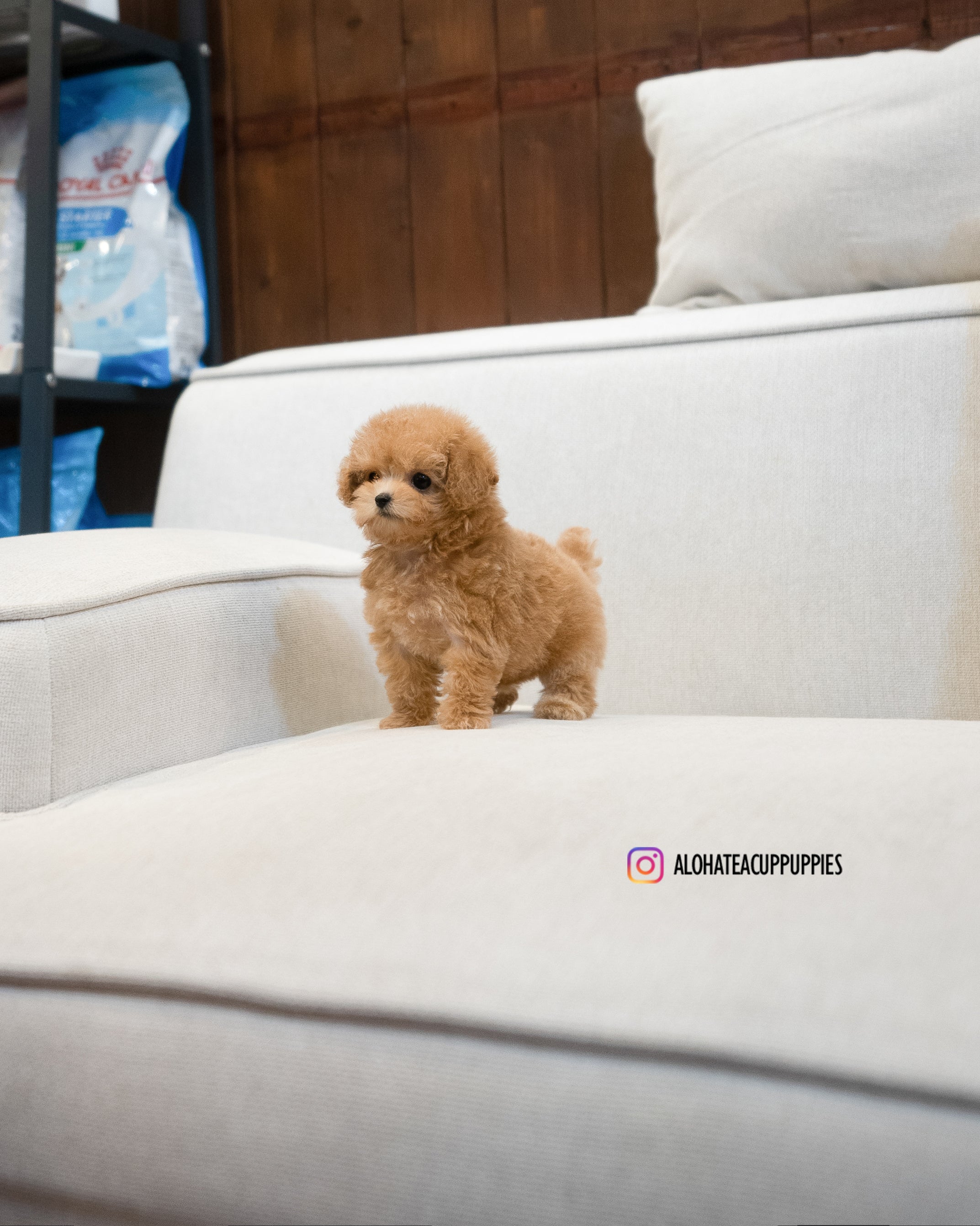 Joe [TEACUP POODLE]