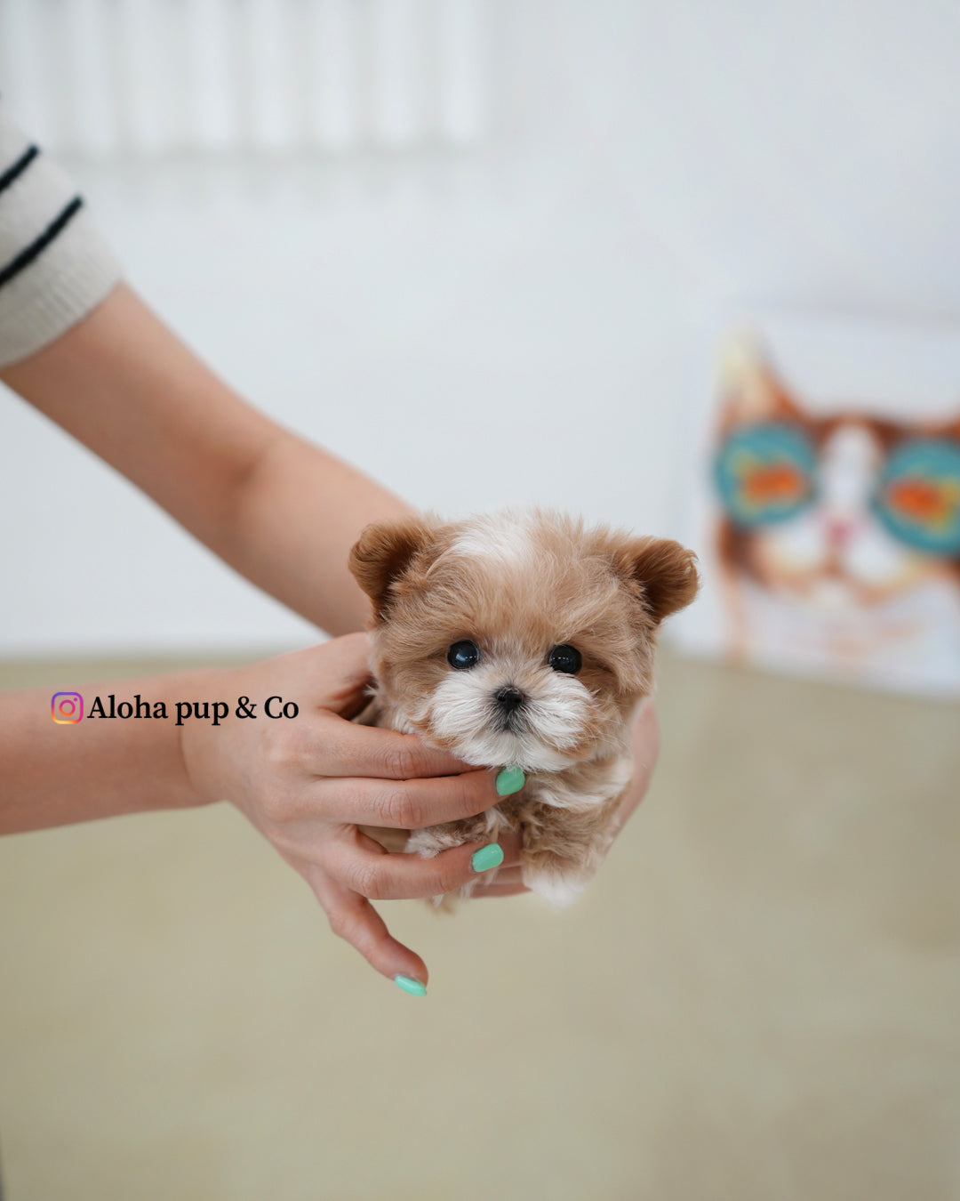 Mickey [TEACUP MALTIPOO]