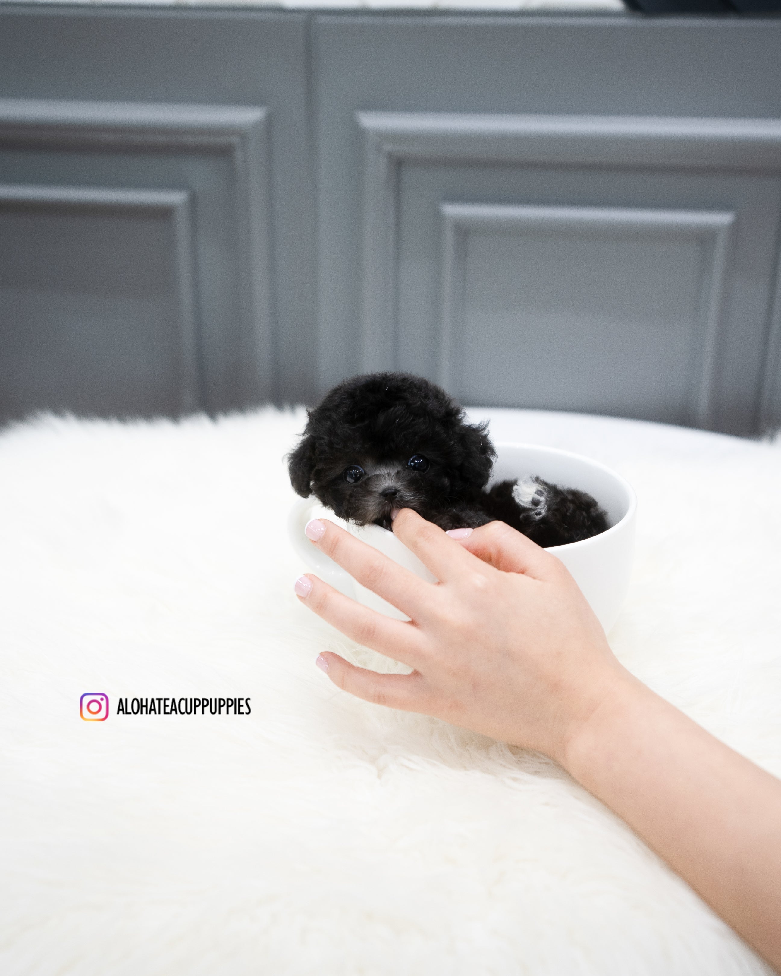 Chloe [TEACUP POODLE]