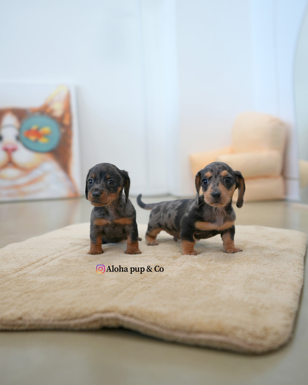 Zoe [Mini Dachshund]