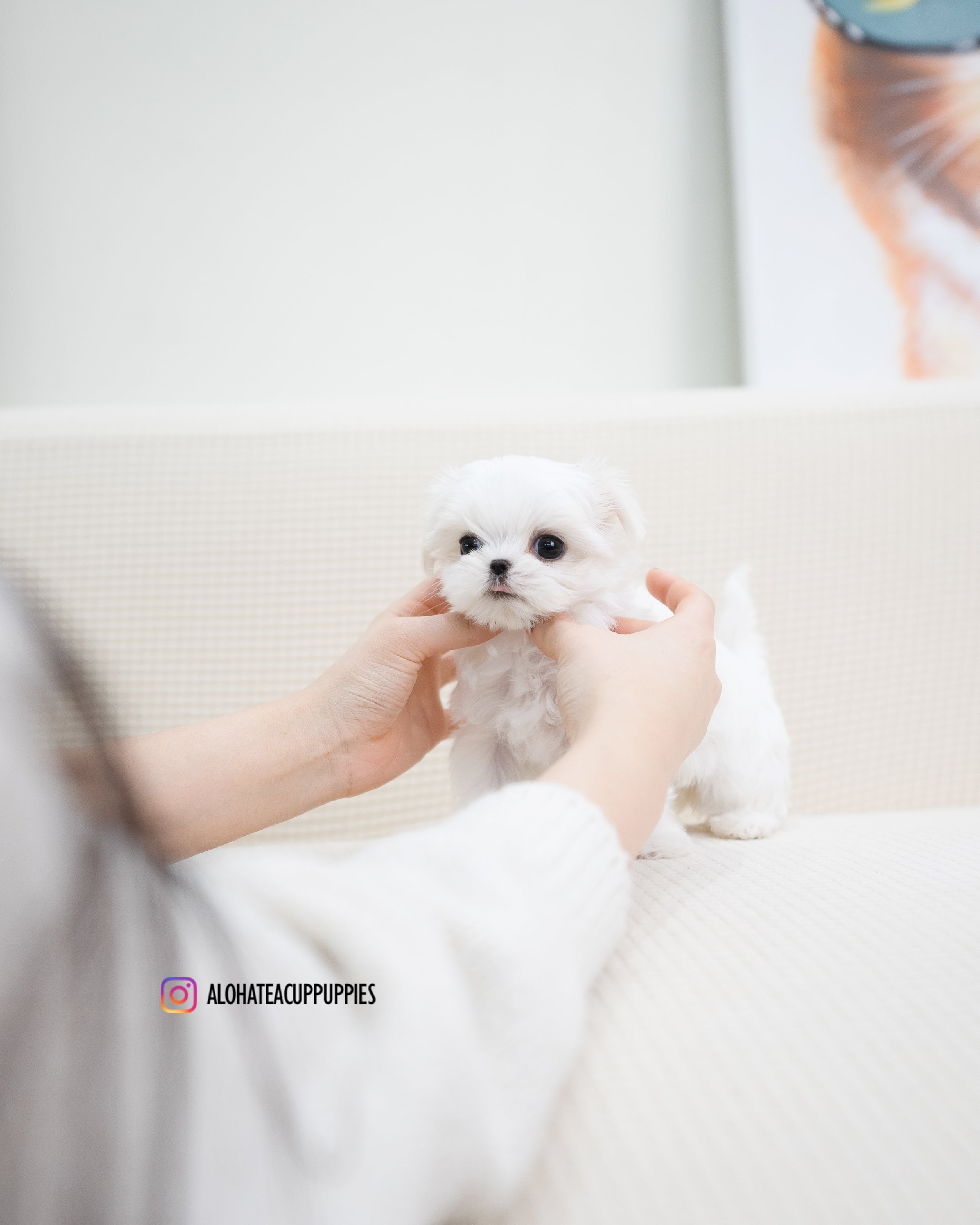 Erin [TEACUP MALTESE]