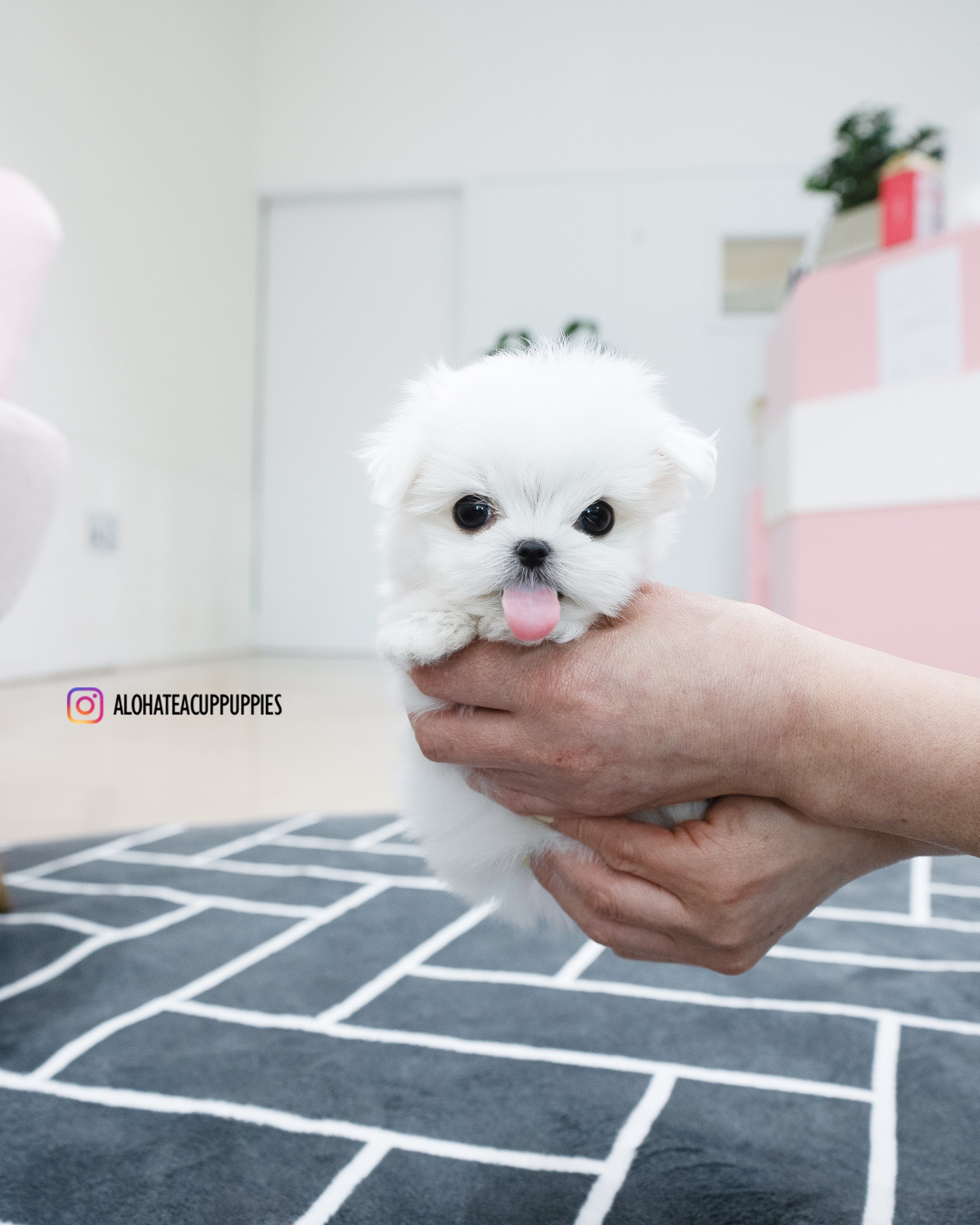 Kassia [TEACUP MALTESE]