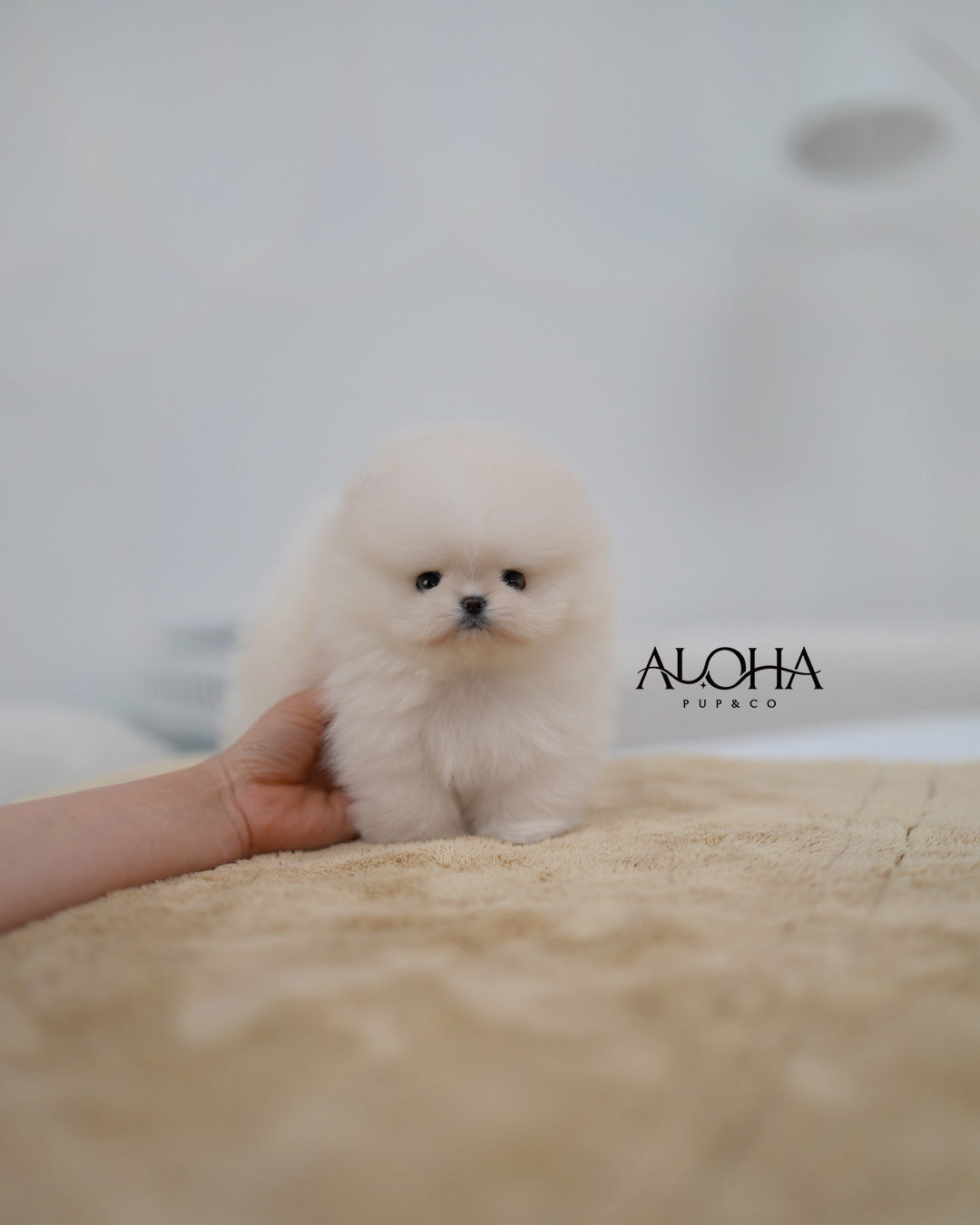 Cody [TEACUP POMERANIAN]