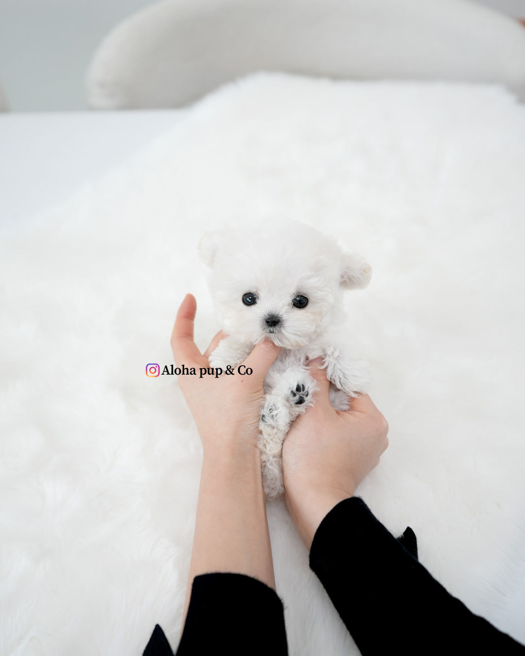 Mori [TEACUP POODLE]