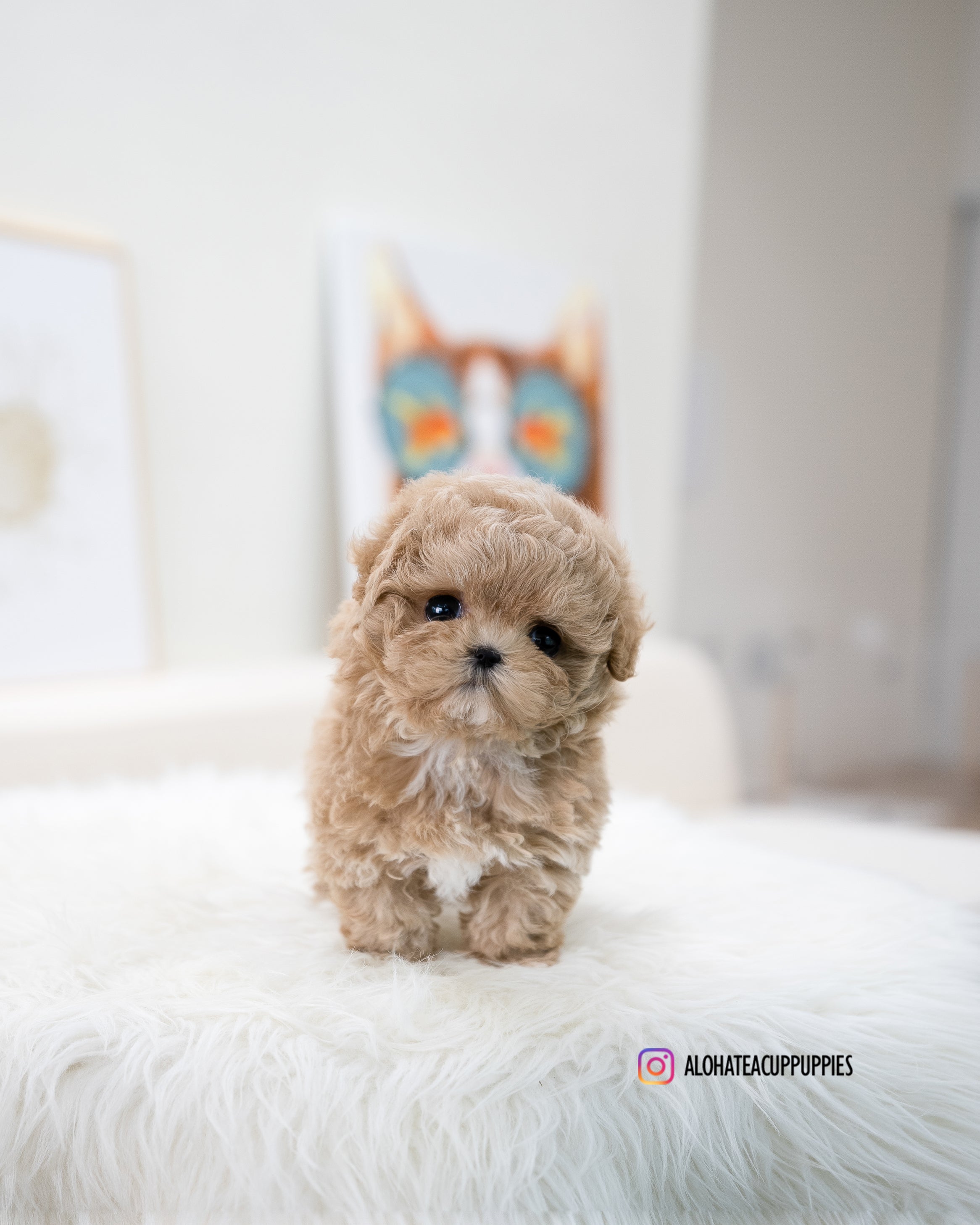 Muffin [TEACUP MALTIPOO]