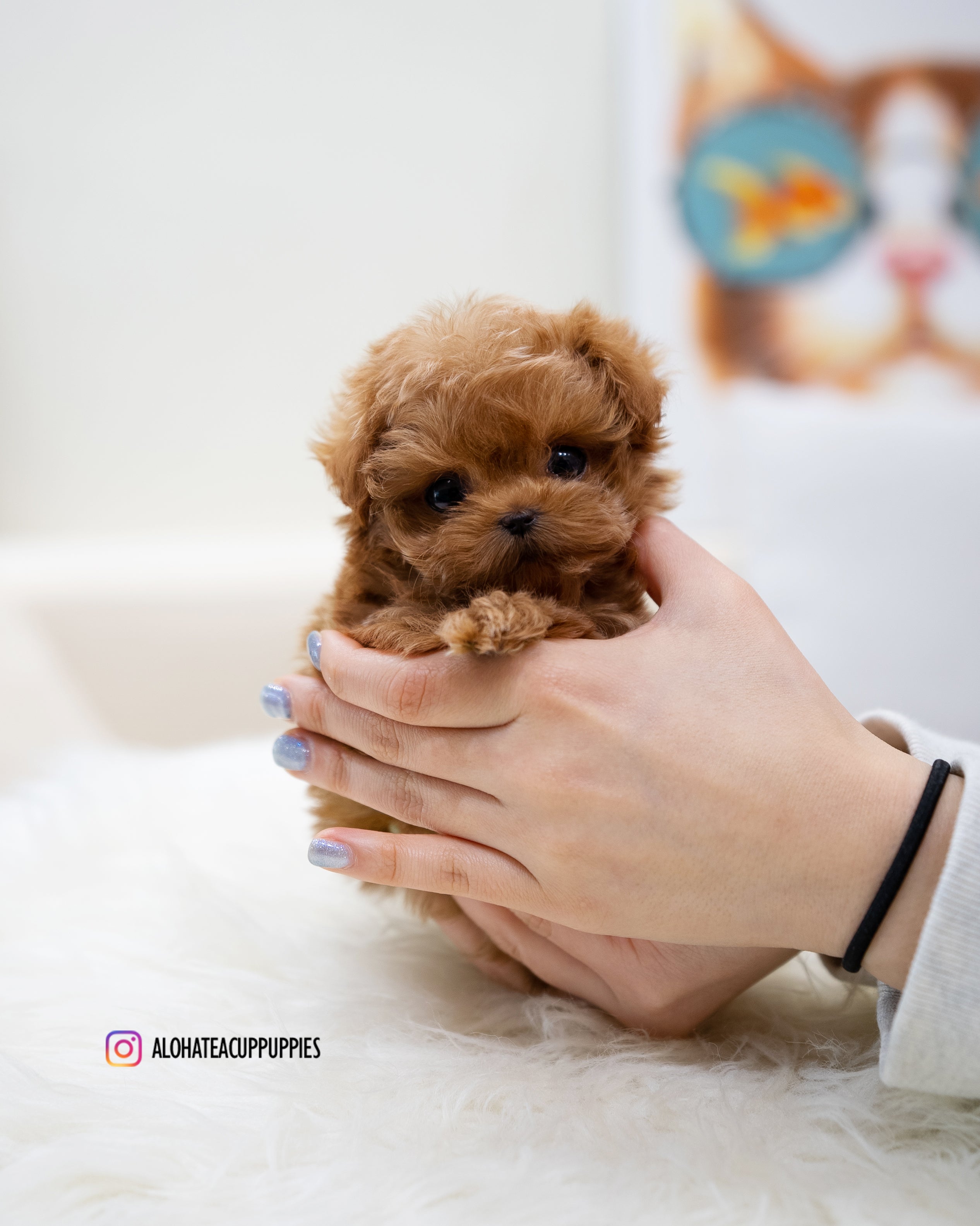 Magot [TEACUP MALTIPOO]