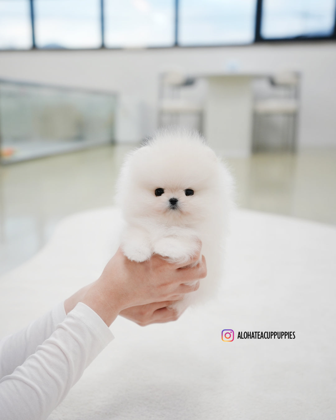 罗科 [茶杯博美犬]