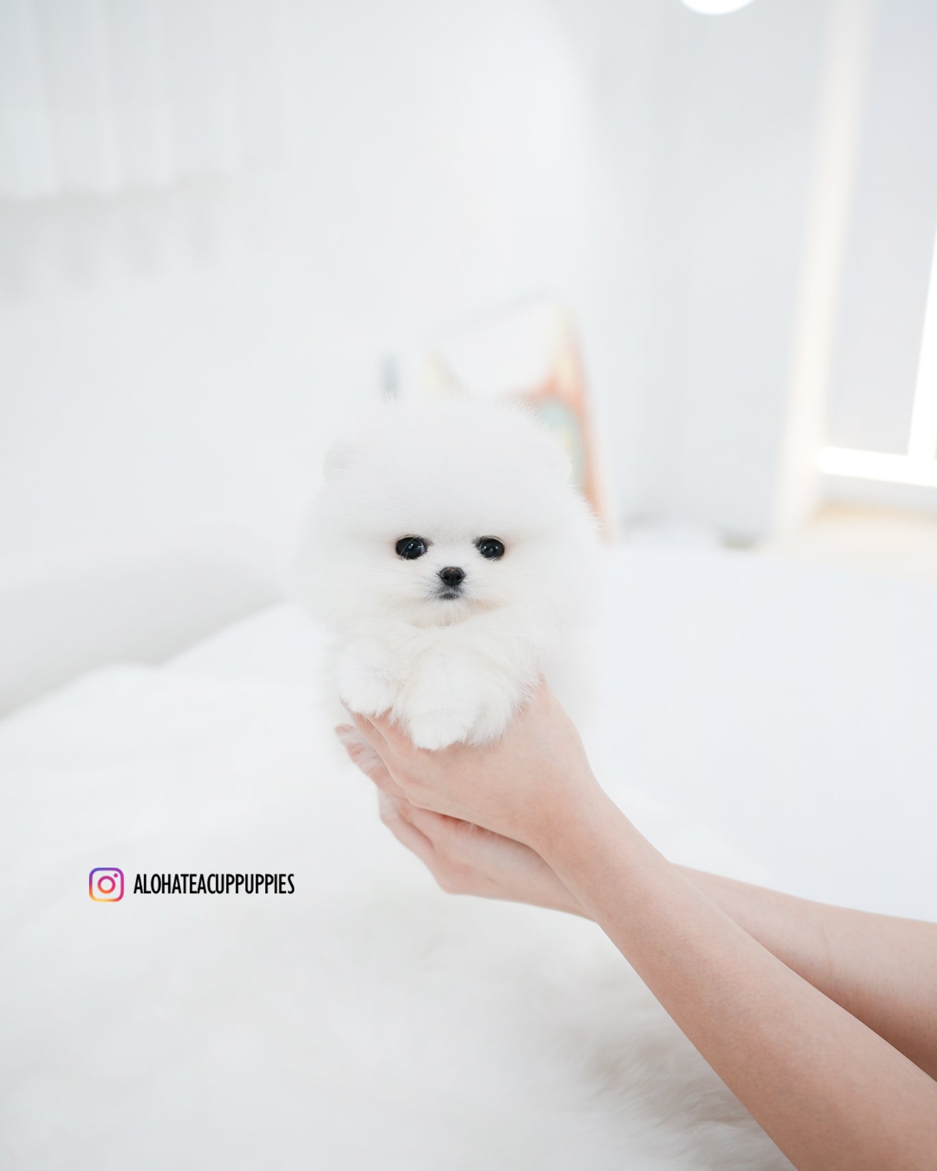 Wanda [茶杯博美犬]