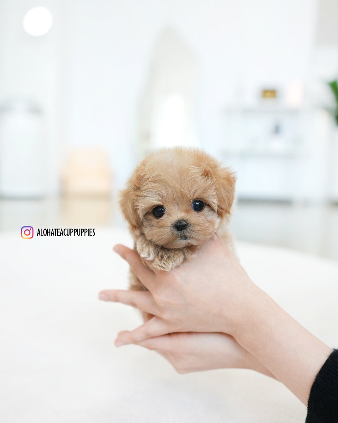 Ivy [TEACUP MALTIPOO]