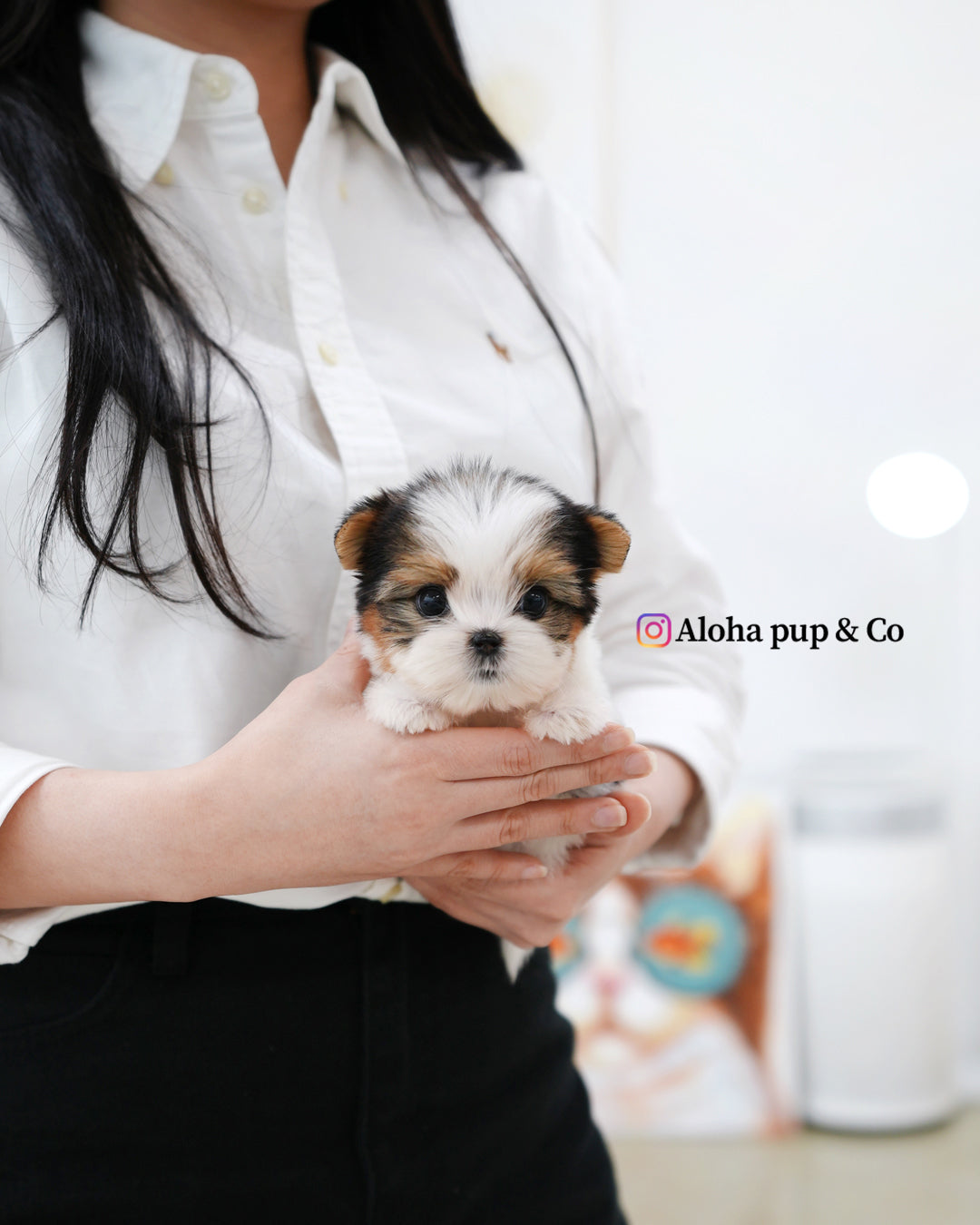 Jude [TEACUP Biewer Terrier]