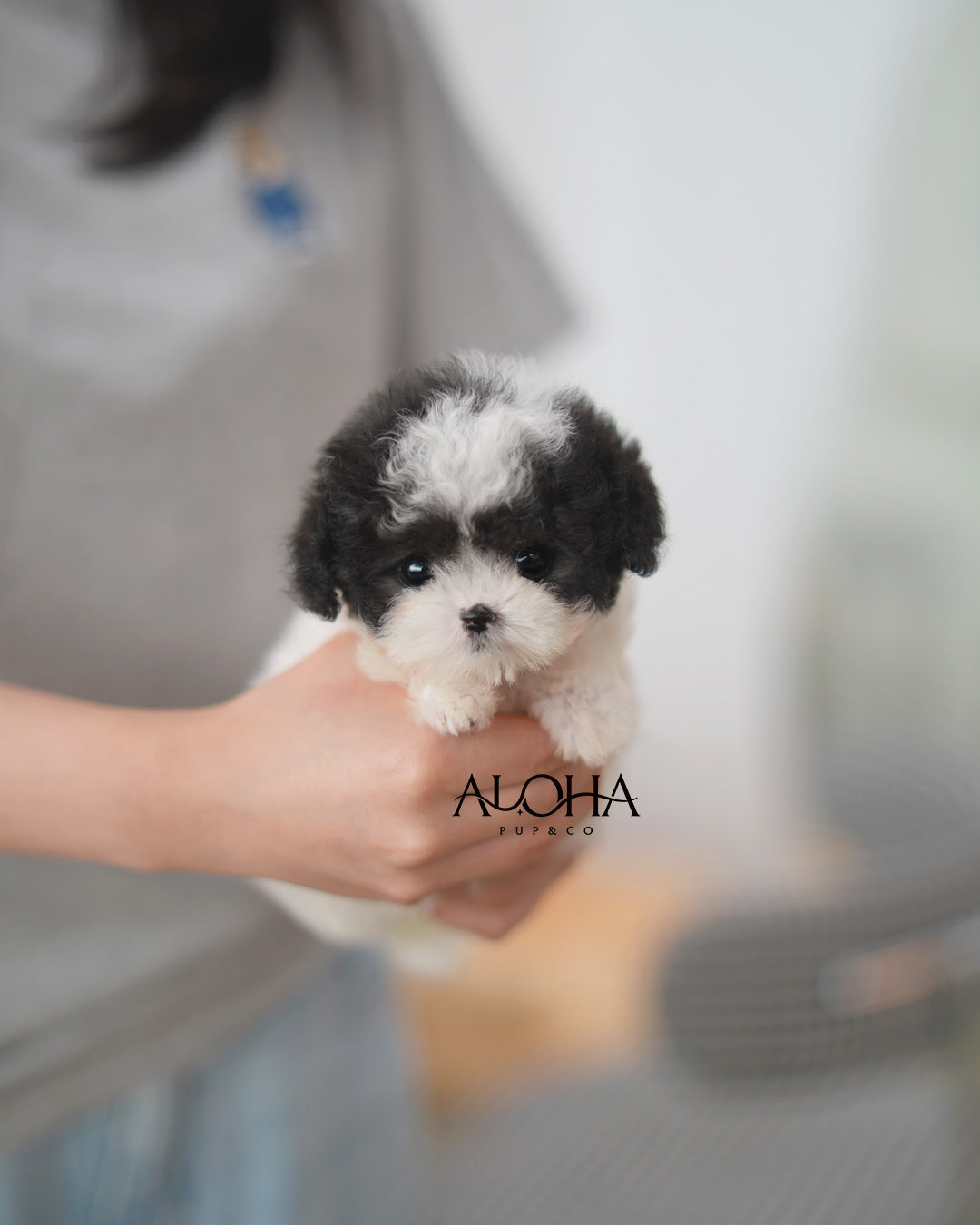 Lucy [TEACUP POODLE]