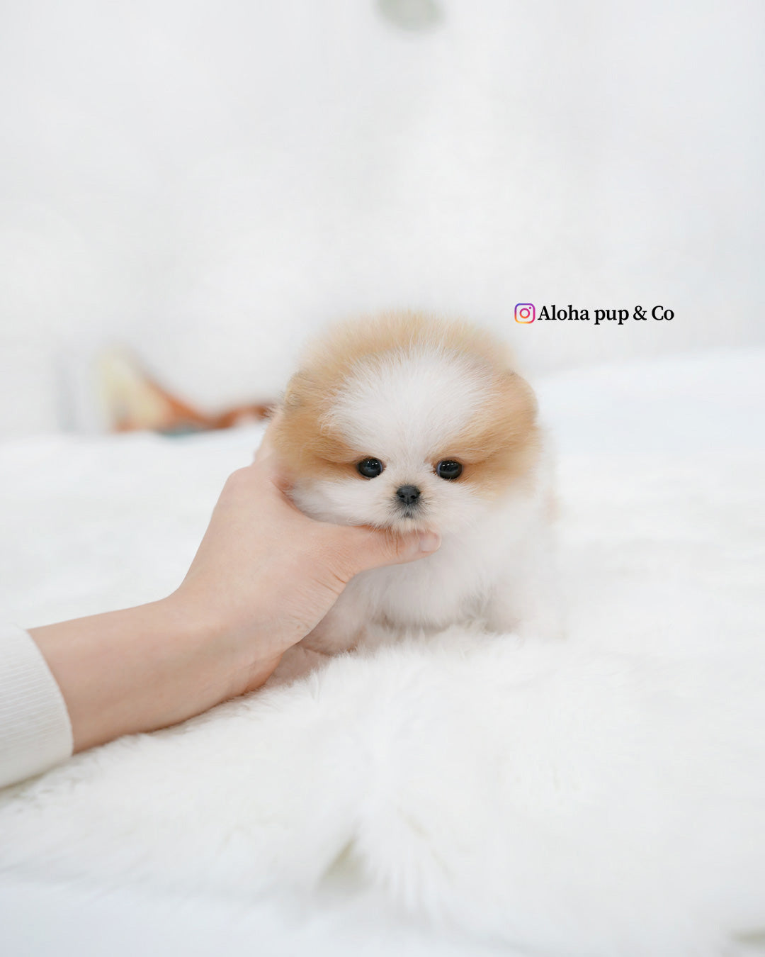 Celine [POMERANIA TAZA DE TÉ]