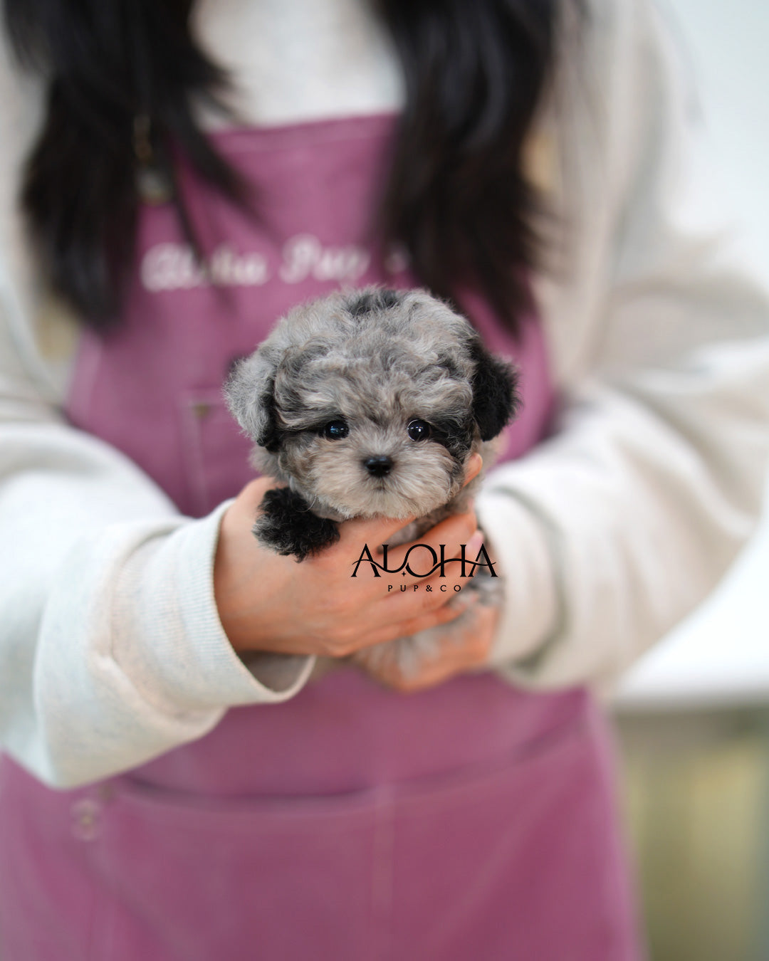 Ash [Mini POODLE]