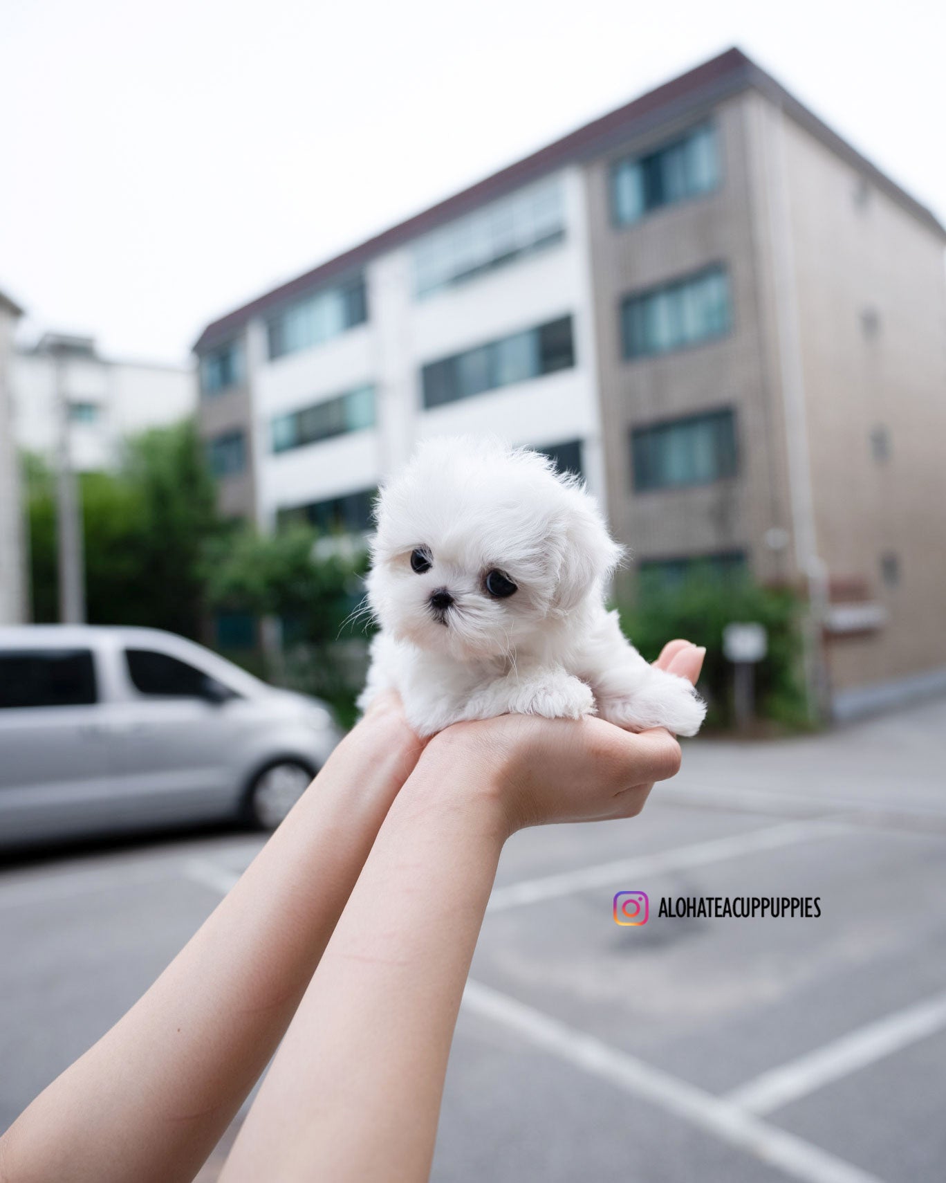 Demi [TEACUP MALTESE]