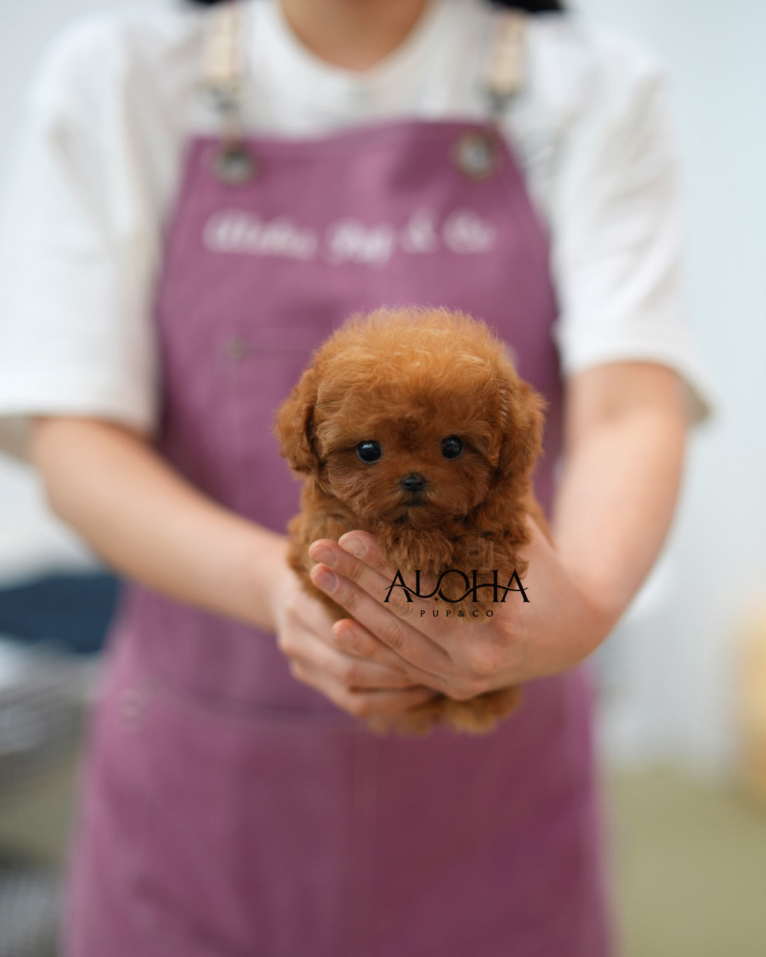 Dean [TEACUP POODLE]