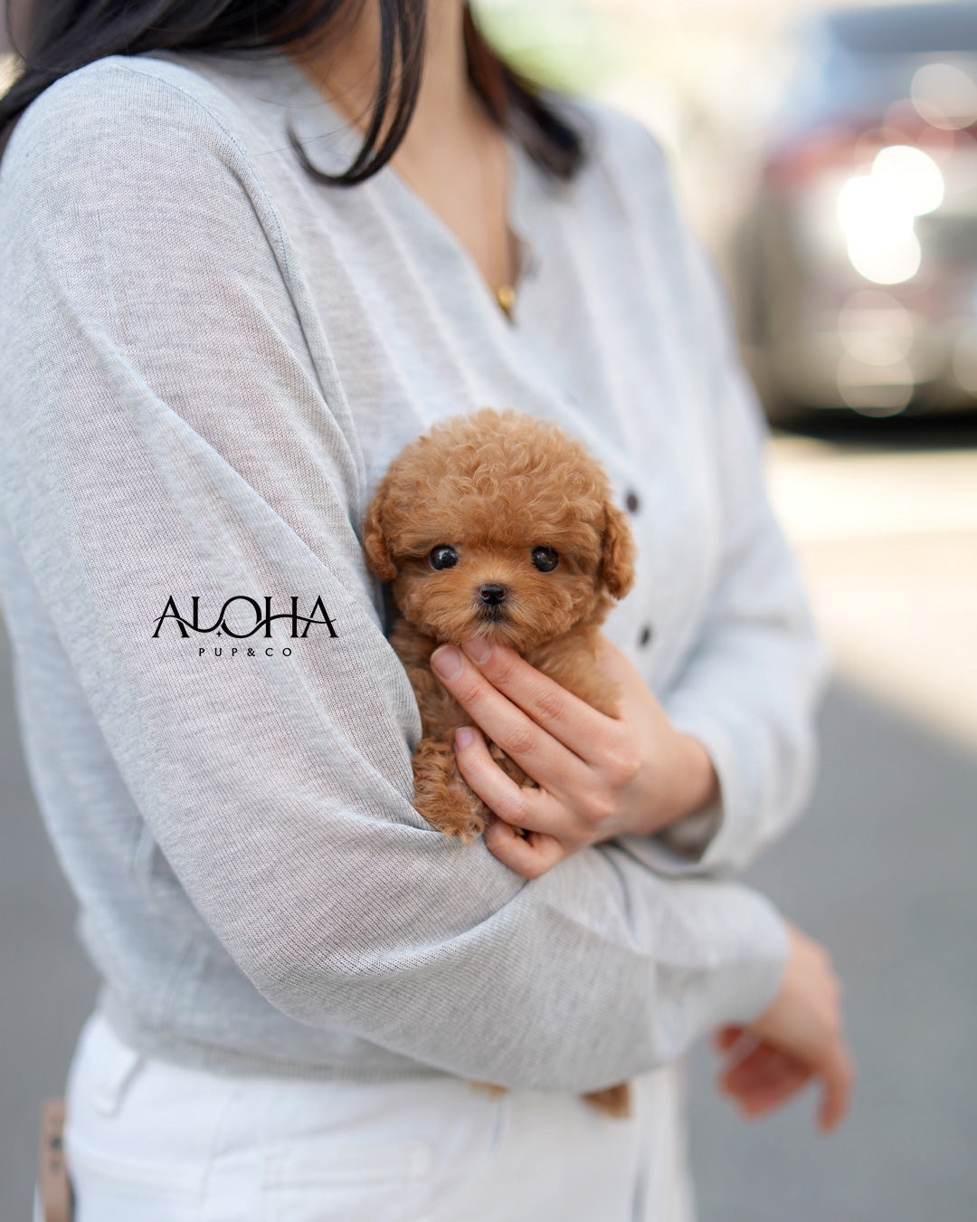 Cora [TEACUP POODLE]