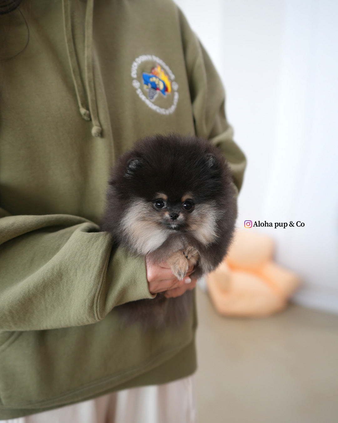 Bella [POMERANIA TAZA DE TÉ]
